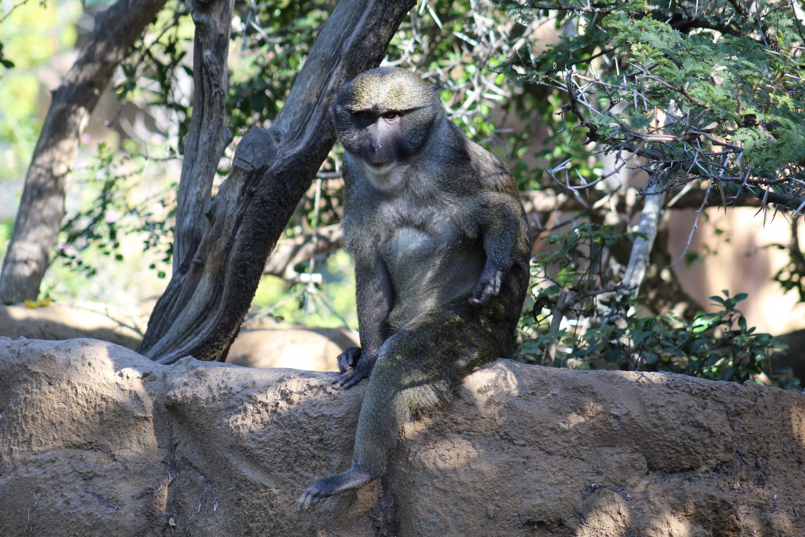 Allen's Swamp Monkey