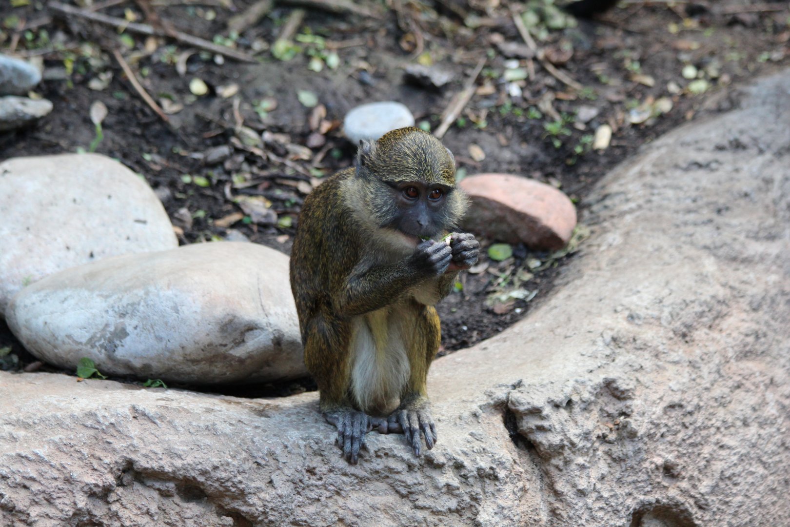 Allens Swamp Monkey