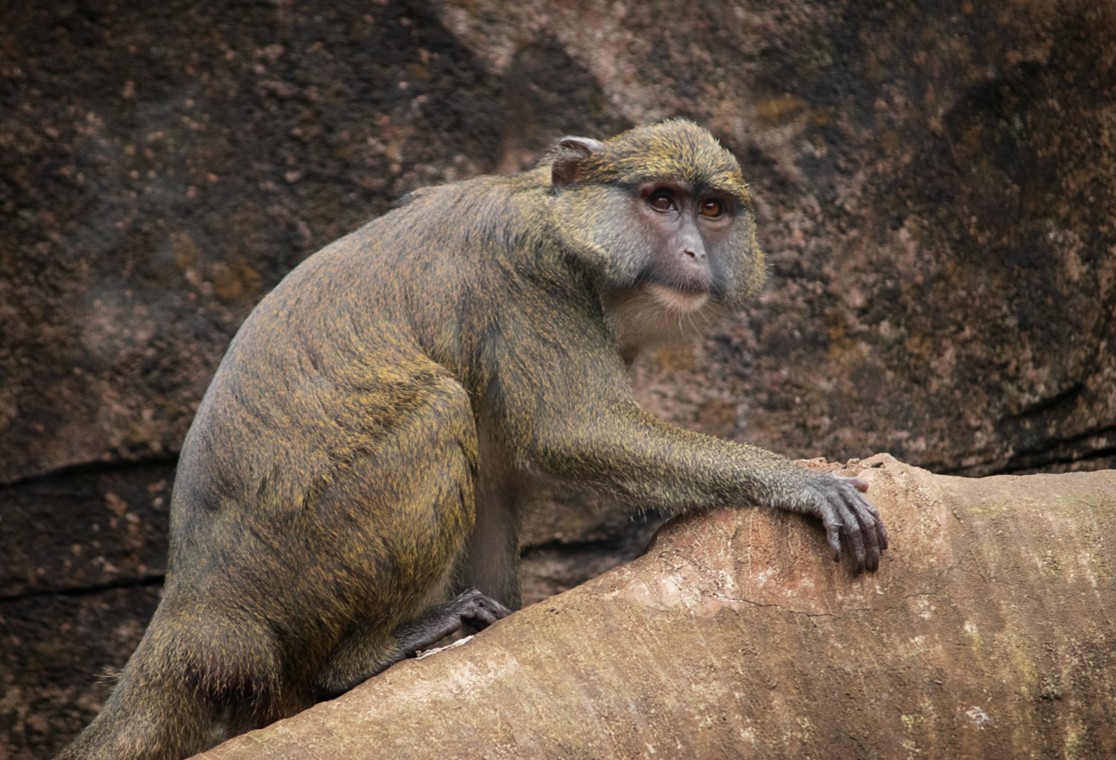 Allen's swamp monkey