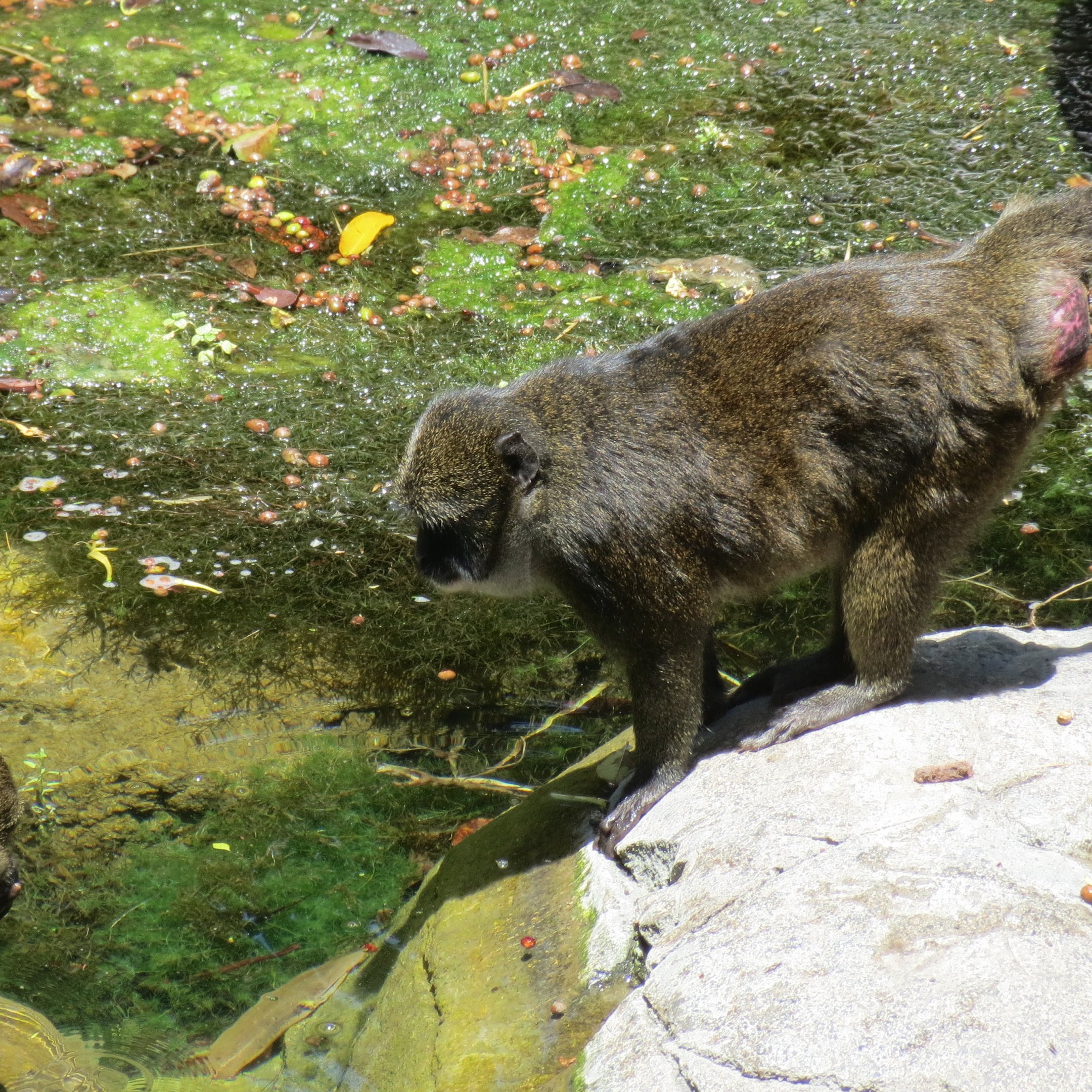 Allen's Swamp Monkey