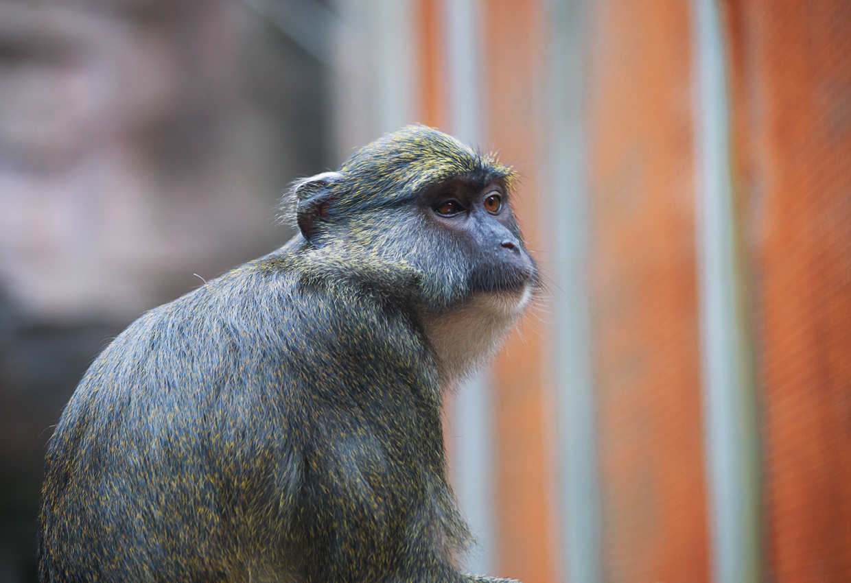 Allen's swamp monkey