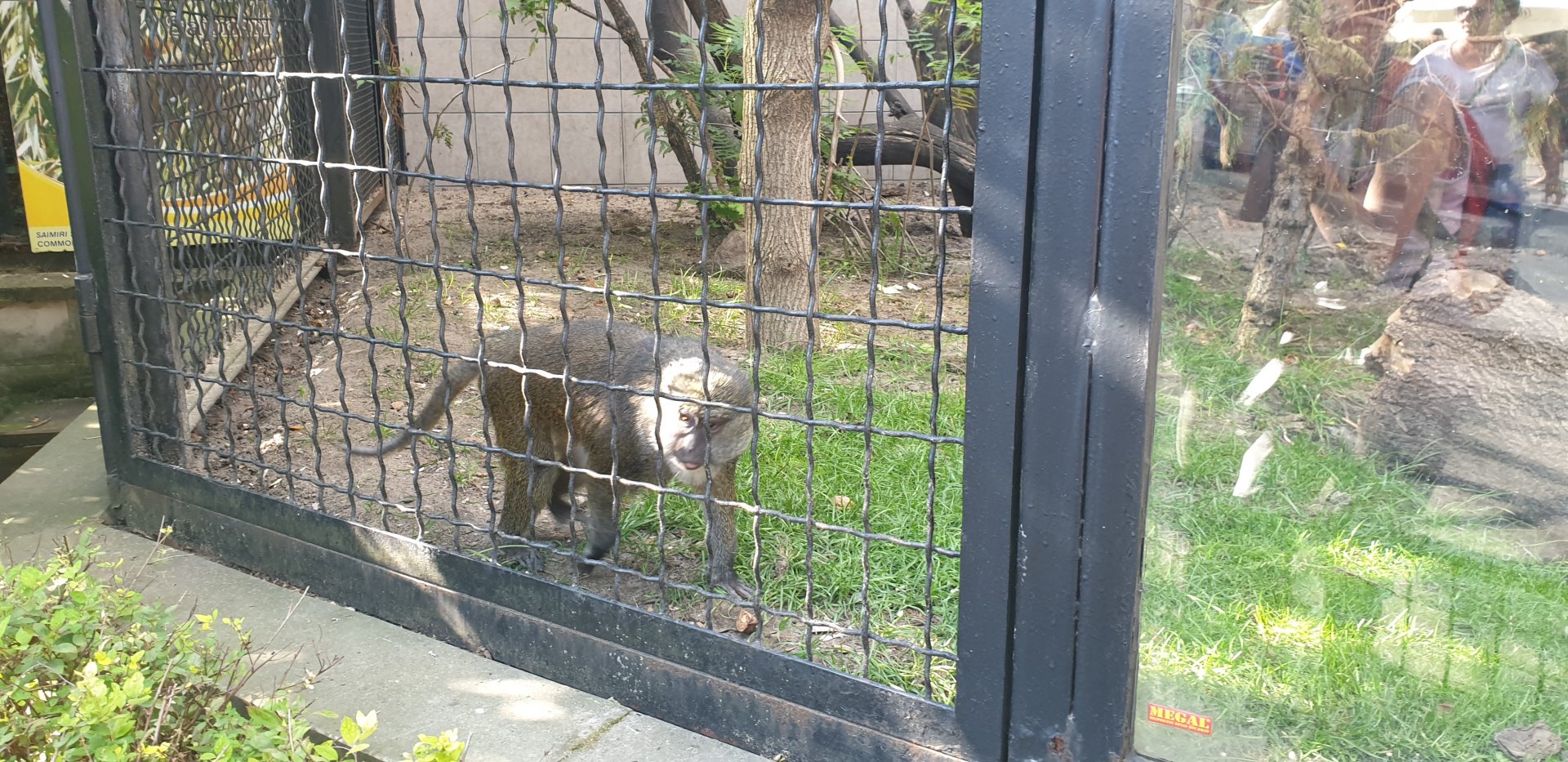 Allen's swamp monkey