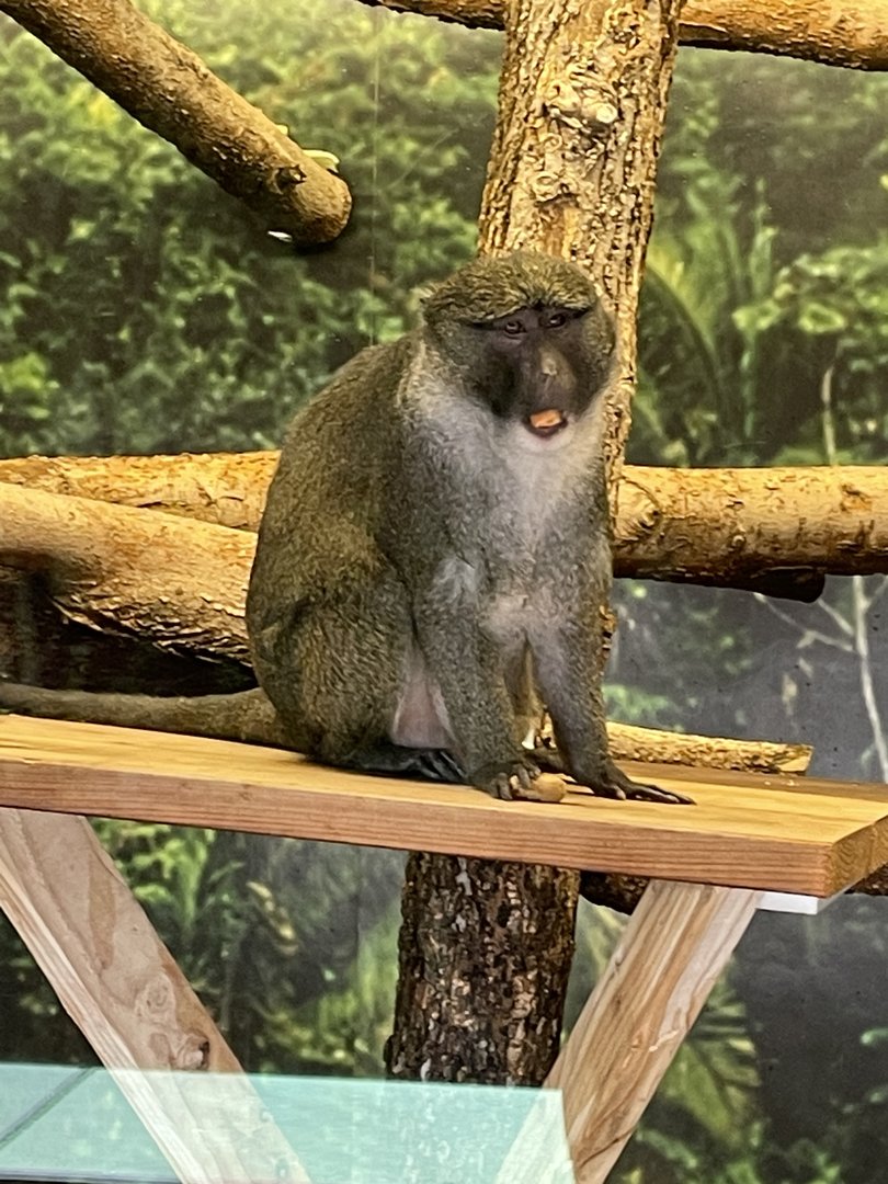 Allen’s Swamp Monkey