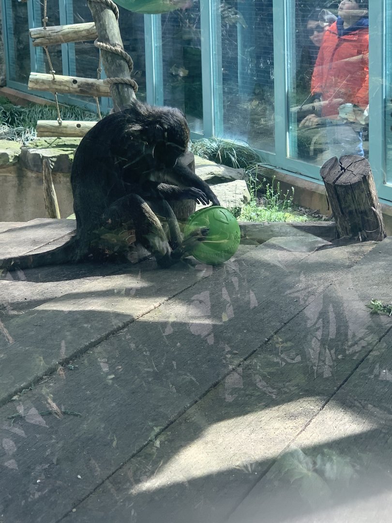 Allen’s Swamp Monkey