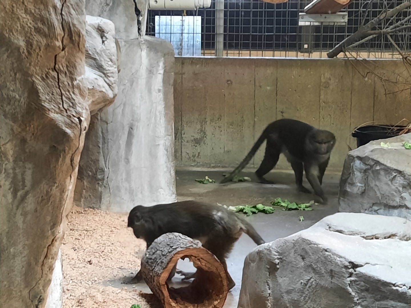 Allen's Swamp Monkey