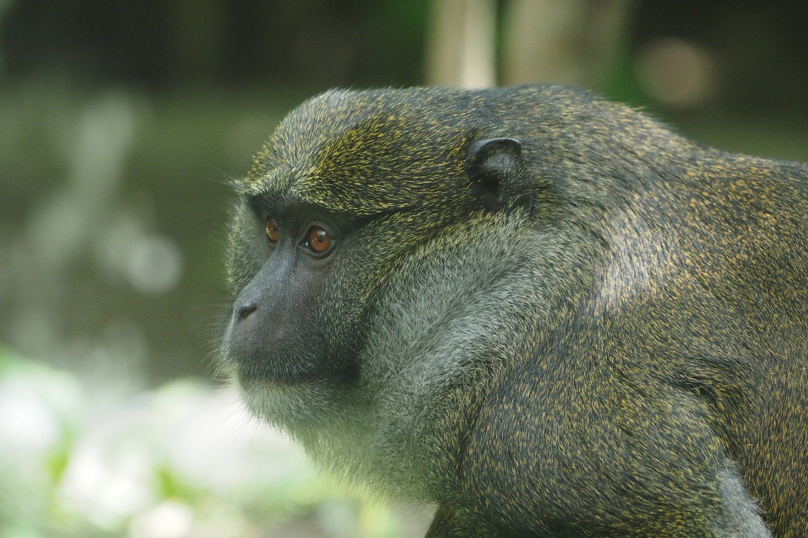 Allen's Swamp Monkey