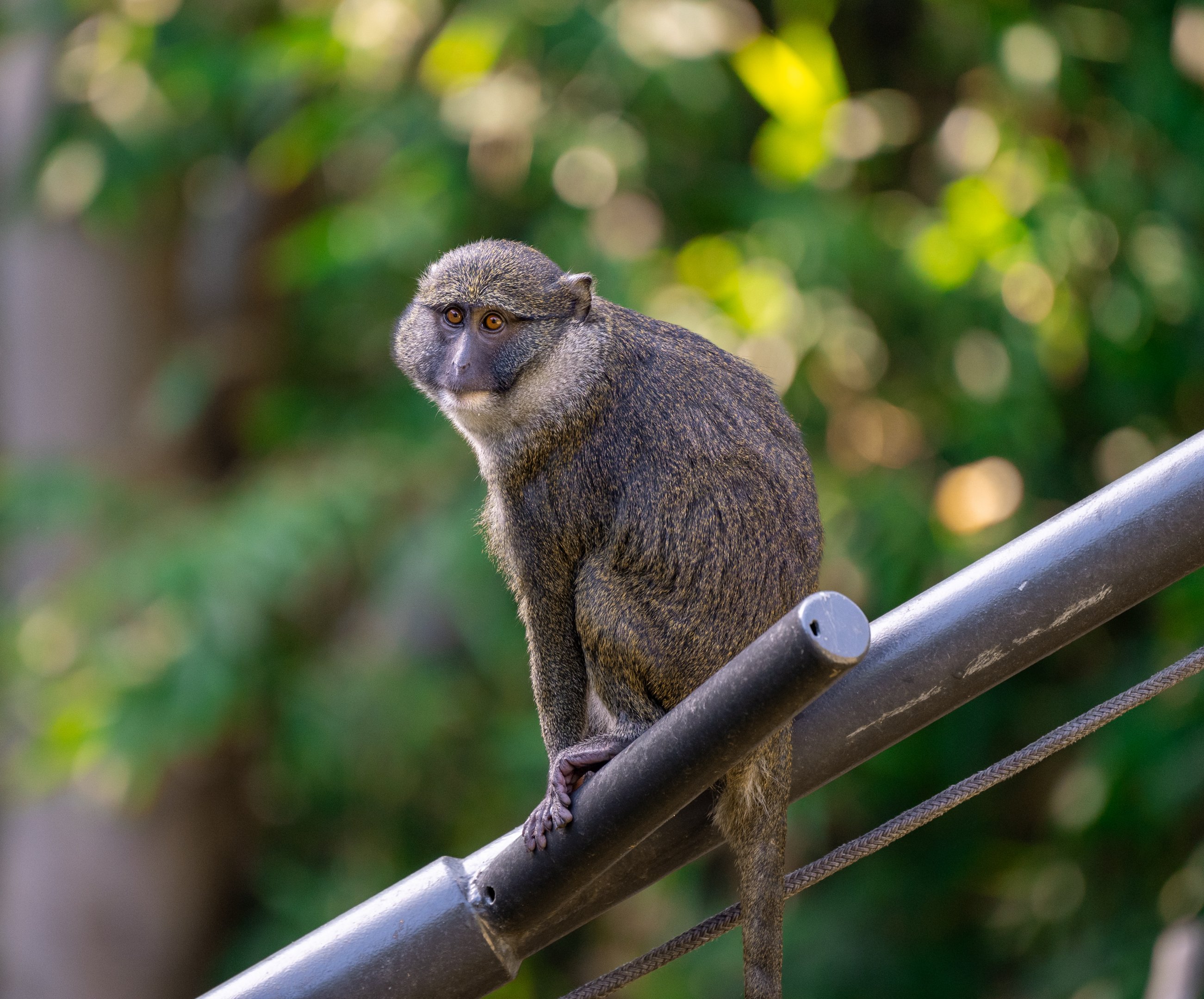 Allen’s Swamp Monkey