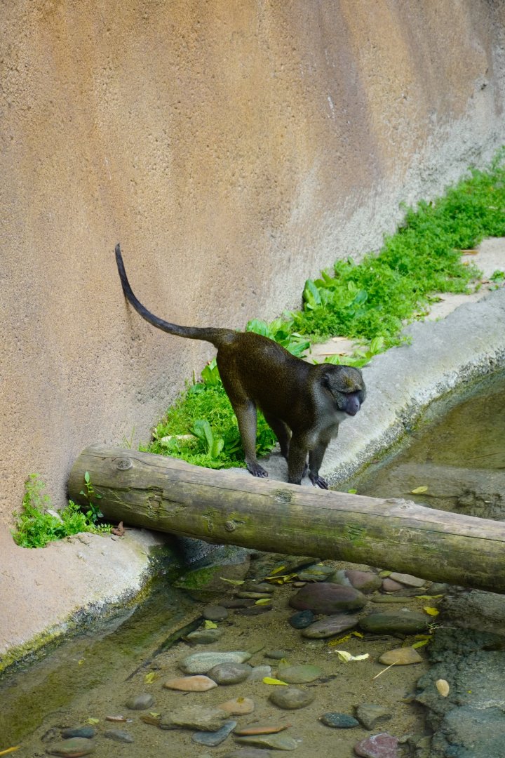 Allen’s Swamp Monkey