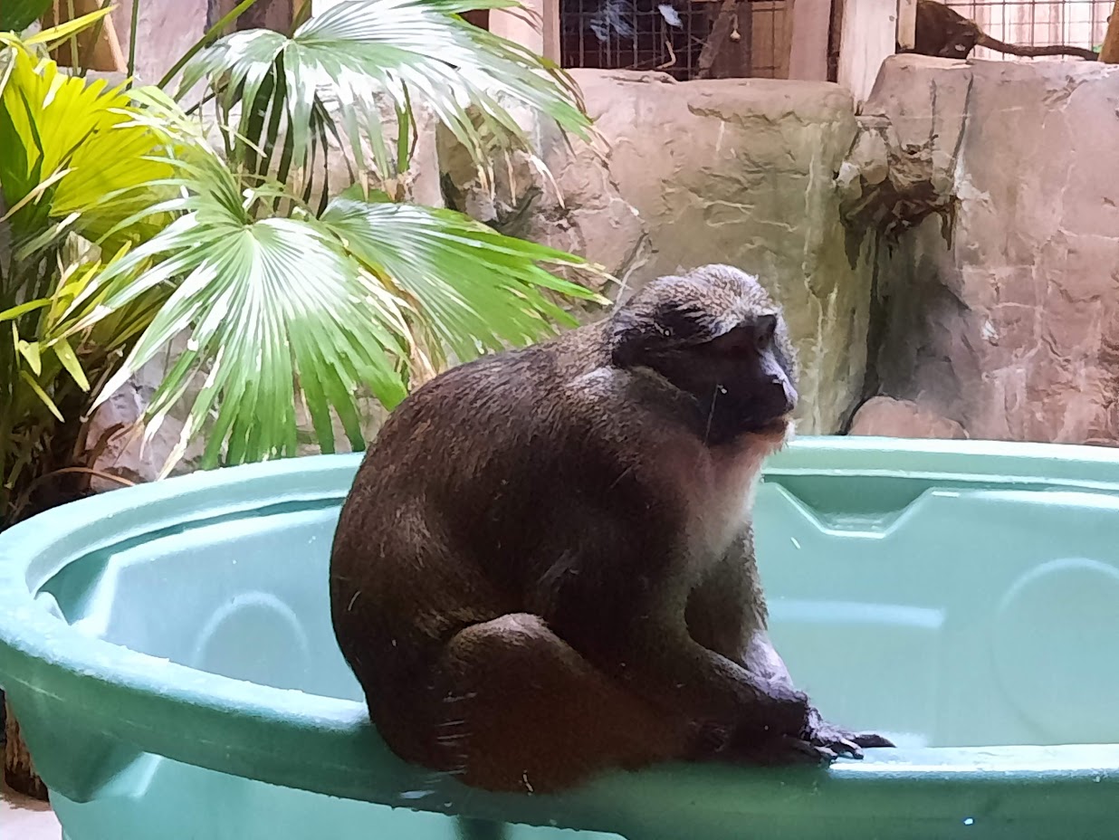 Allen's Swamp Monkey