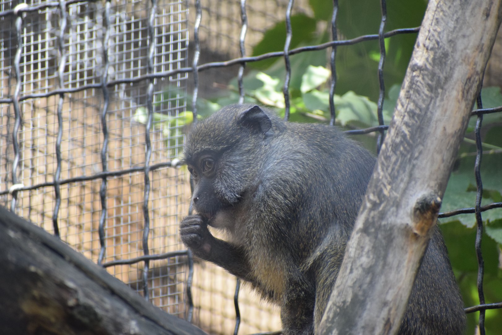 Allen's swamp monkey