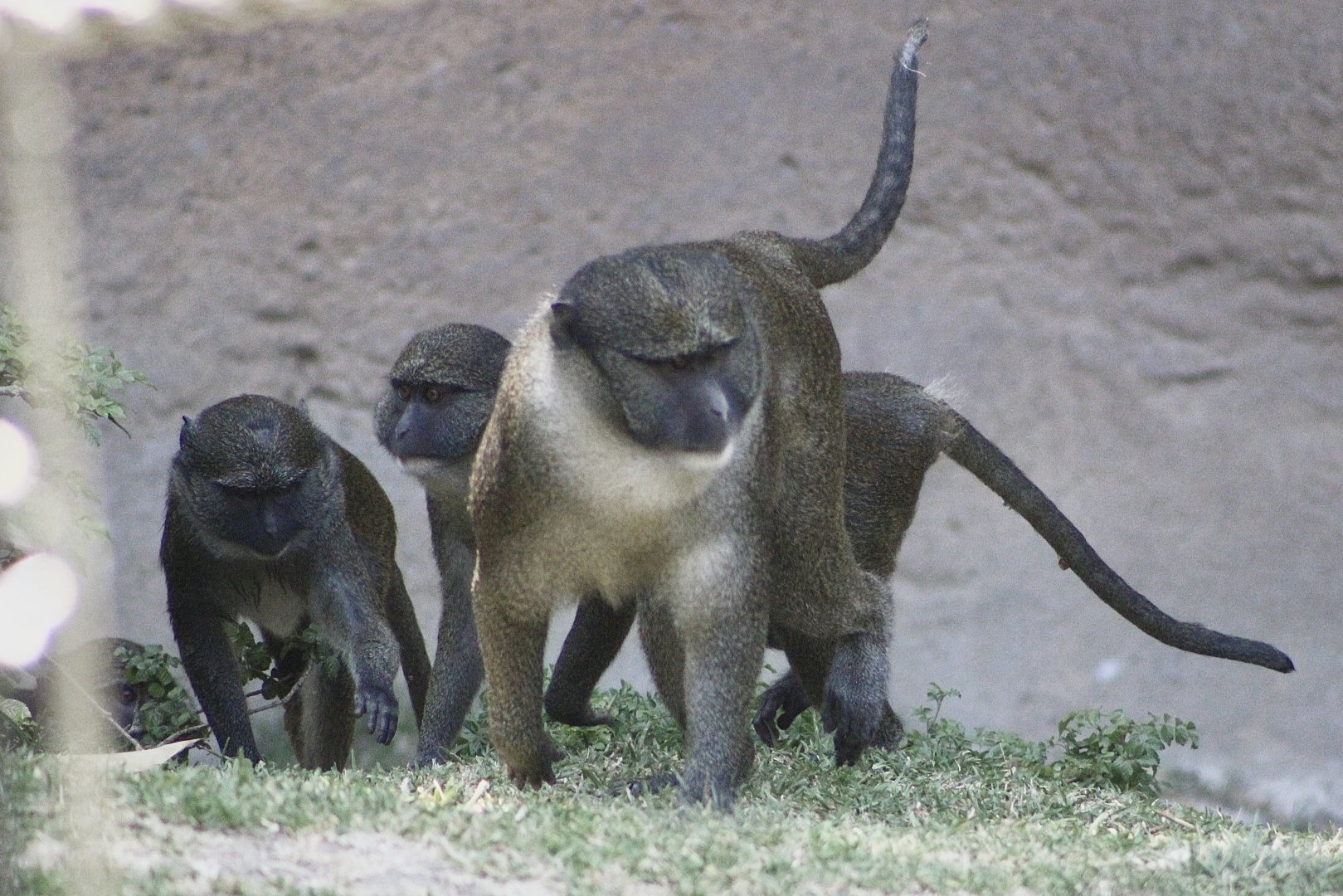 Allen’s Swamp Monkeys (Allenopithecus nigroviridis)