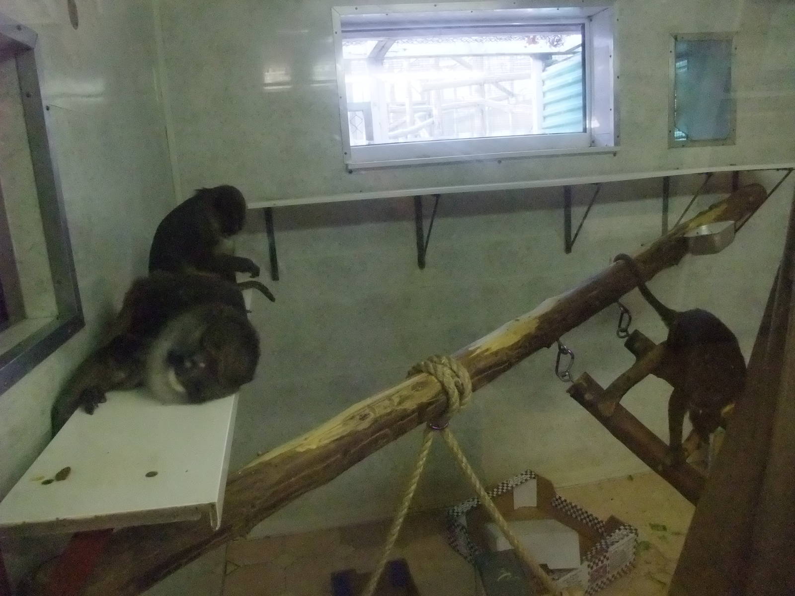 Allen's Swamp Monkeys at Twycross, 28/11/10