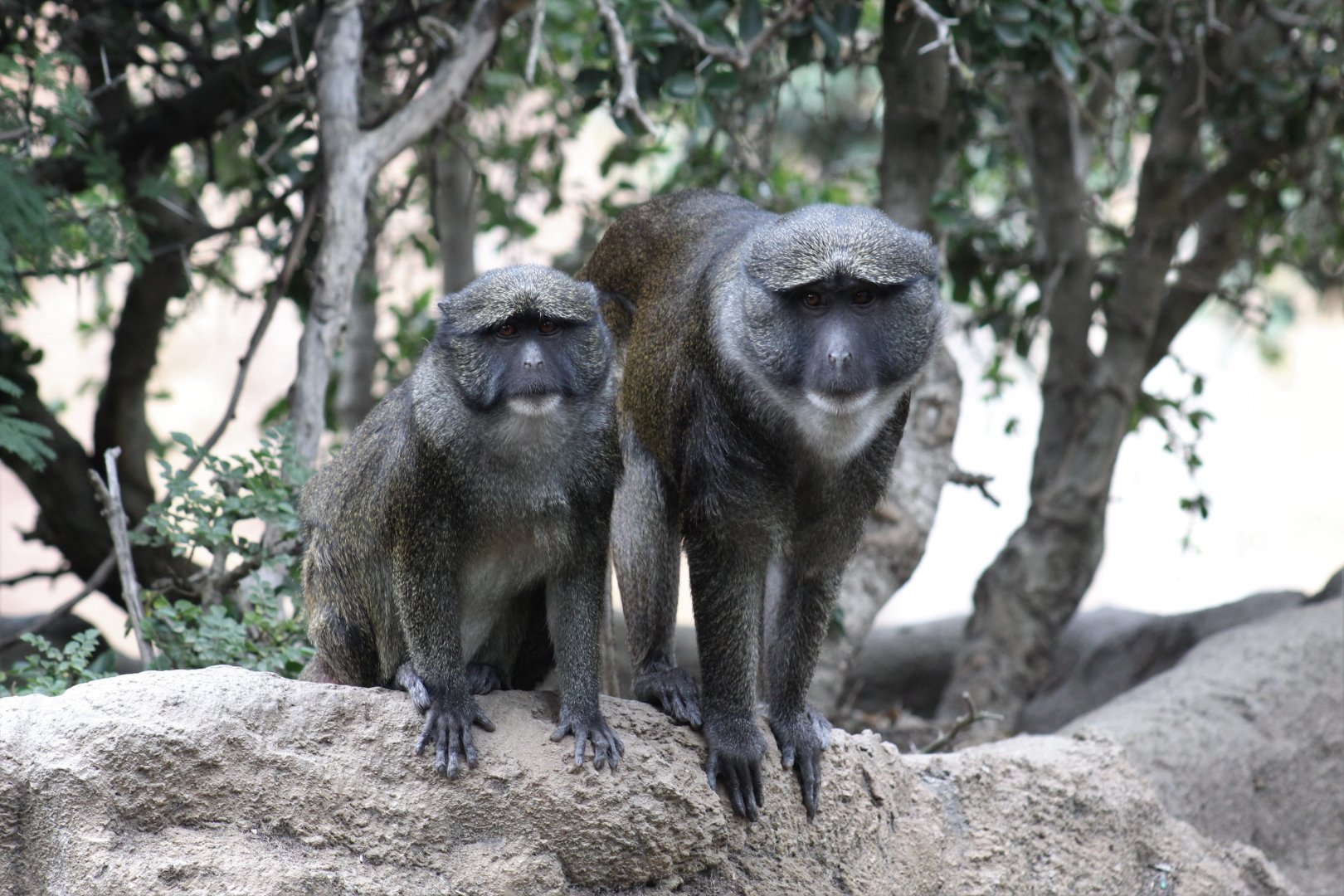 Allen's Swamp Monkeys