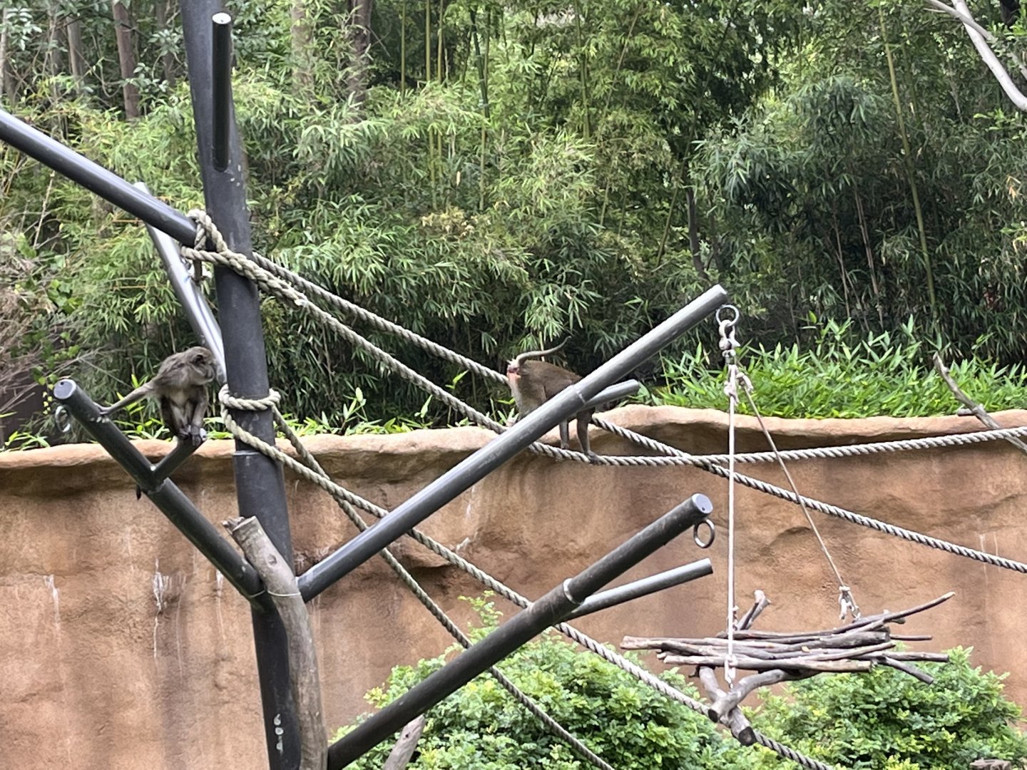 Allen’s Swamp Monkeys