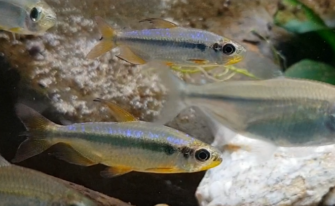 Allestopetersius brichardi "Red"