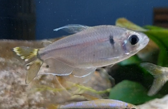 Allestopetersius caudalis