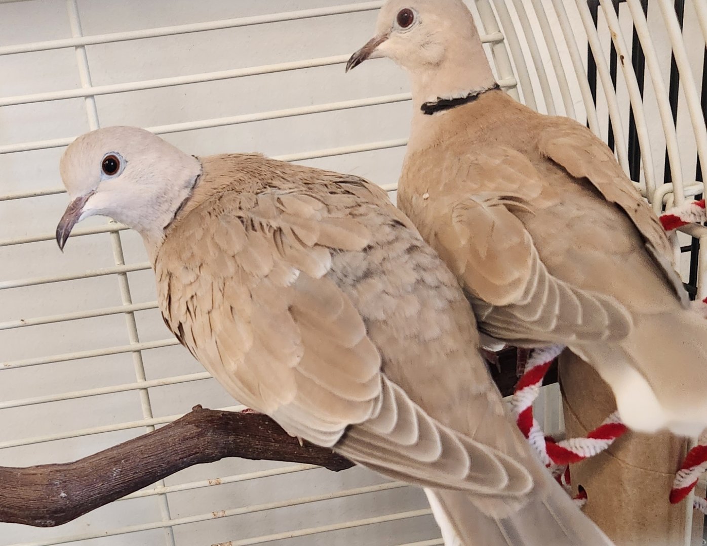 Alley Pond Environmental Center - Collared Doves