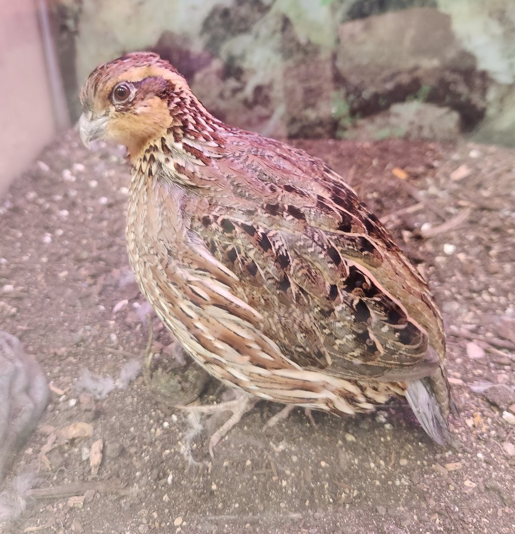 Alley Pond Environmental Center - Northern Bobwhite