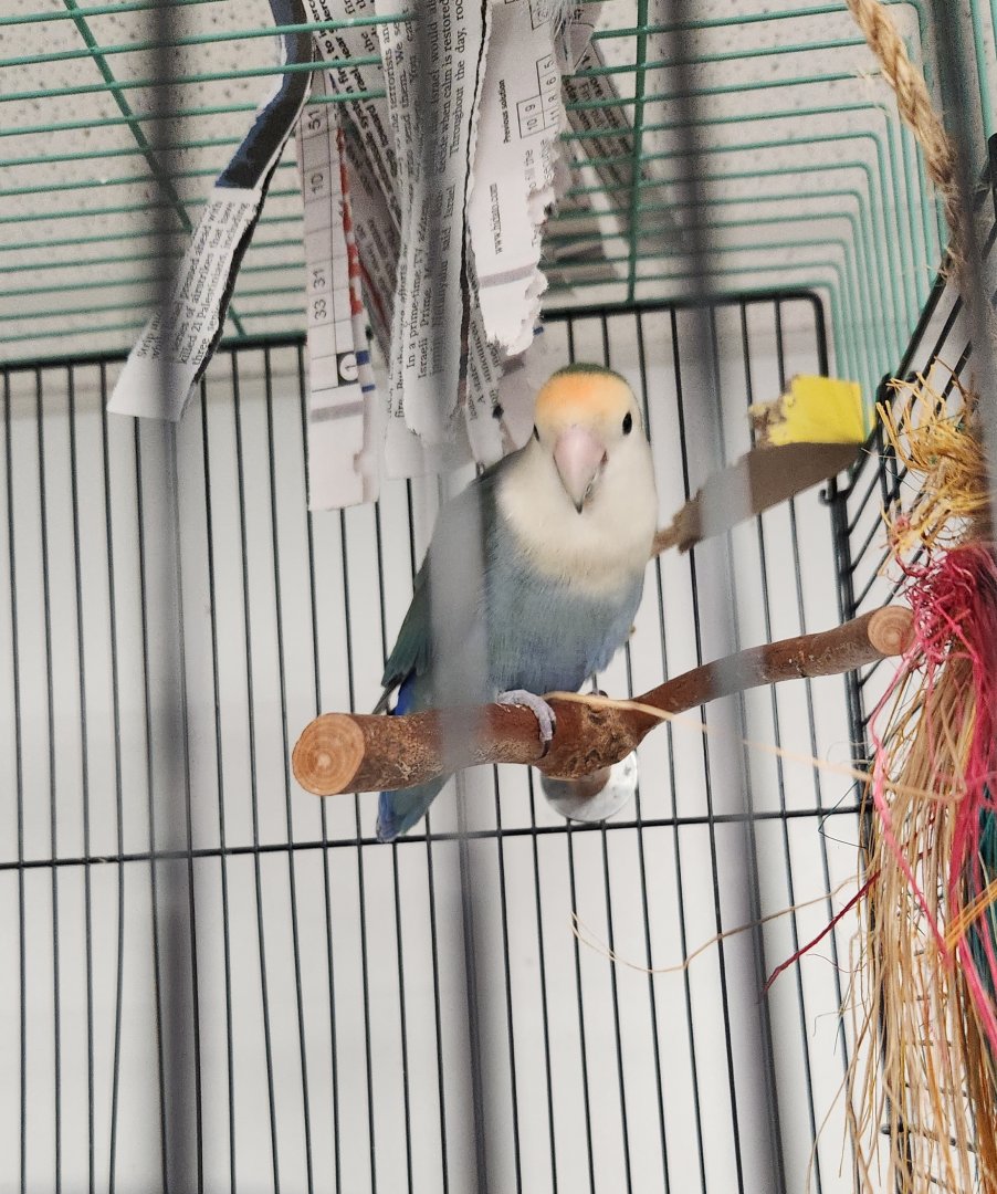 Alley Pond Environmental Center - Peach-faced Lovebird