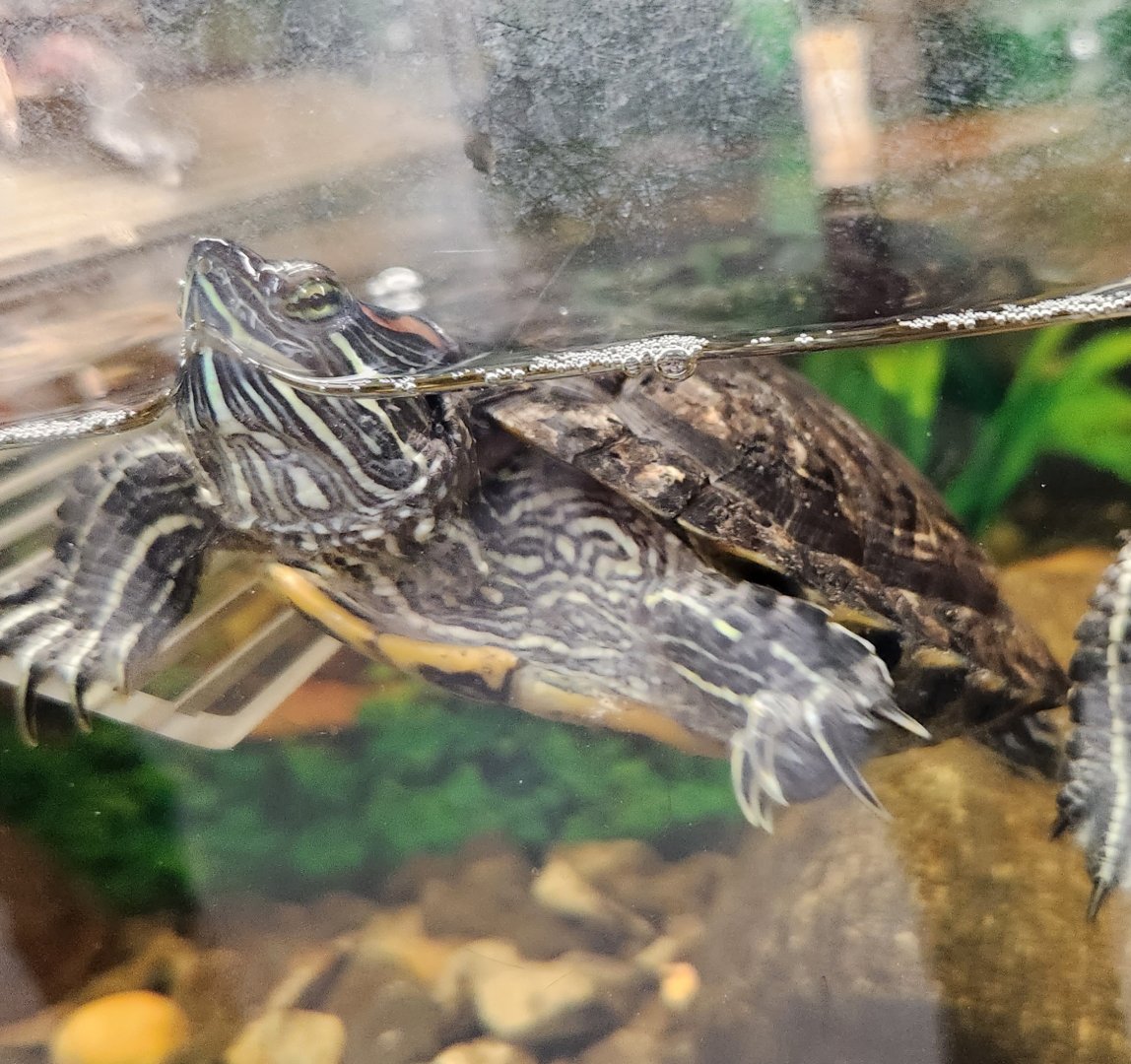 Alley Pond Environmental Center - Red-eared Slider