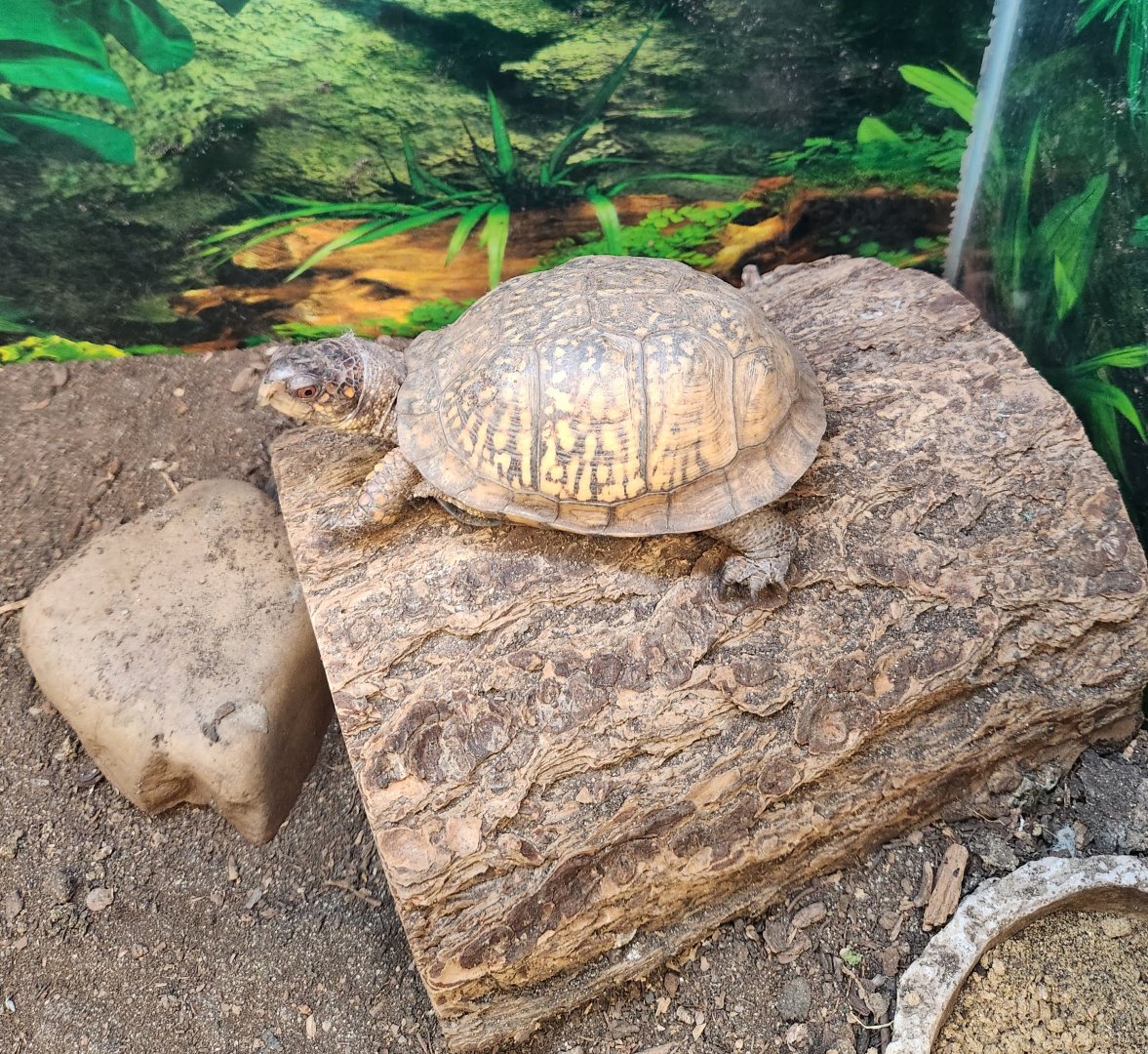 Alley Pond Environmental Center - Terrapene carolina carolina
