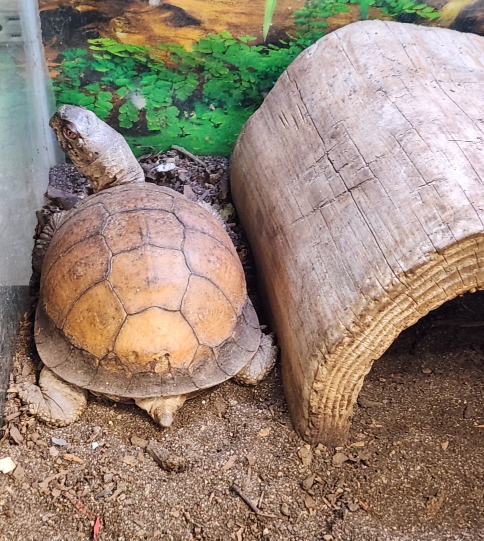 Alley Pond Environmental Center - Terrapene (carolina) triunguis
