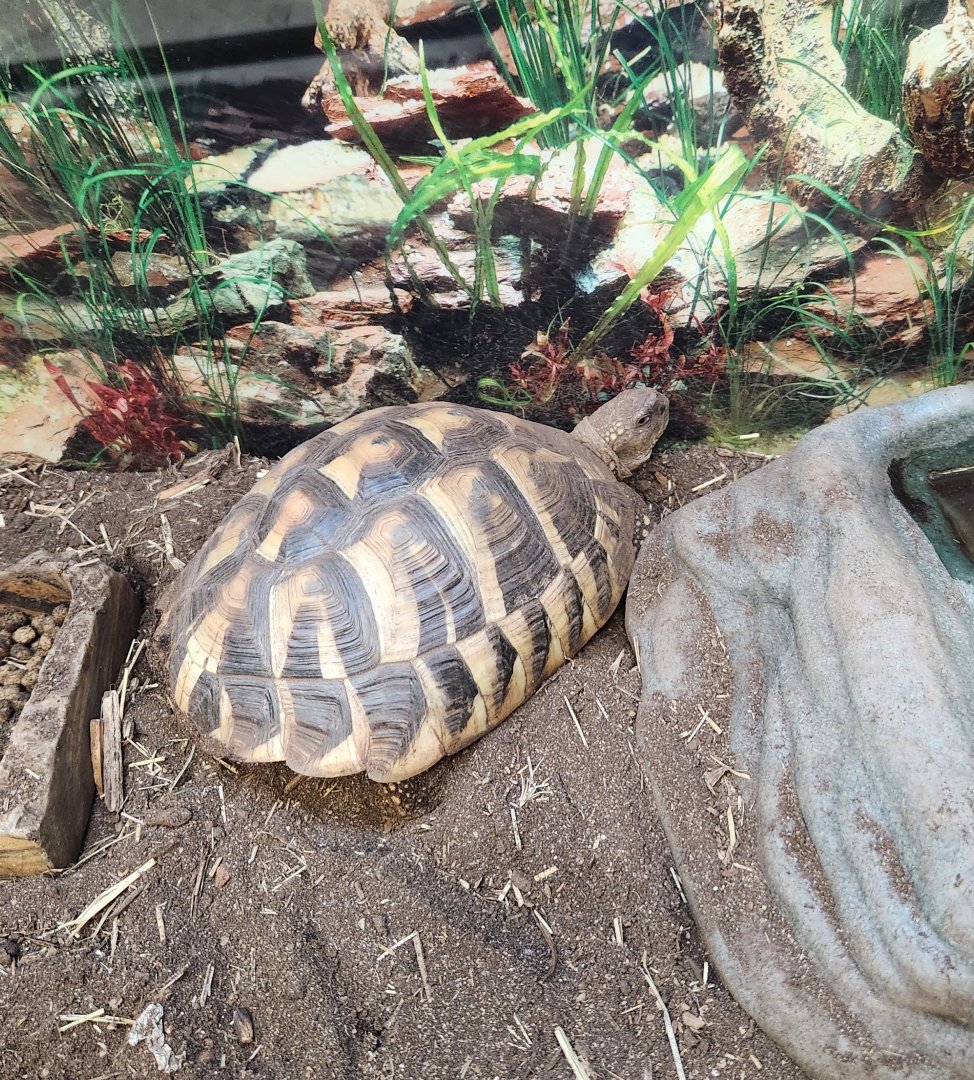 Alley Pond Environmental Center - Testudo hermanni