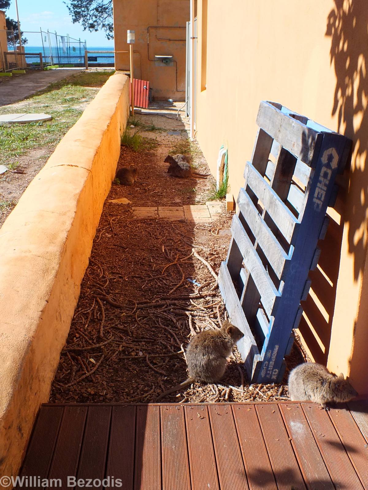 Alleyway Full Of Quokkas - Rottnest Island
