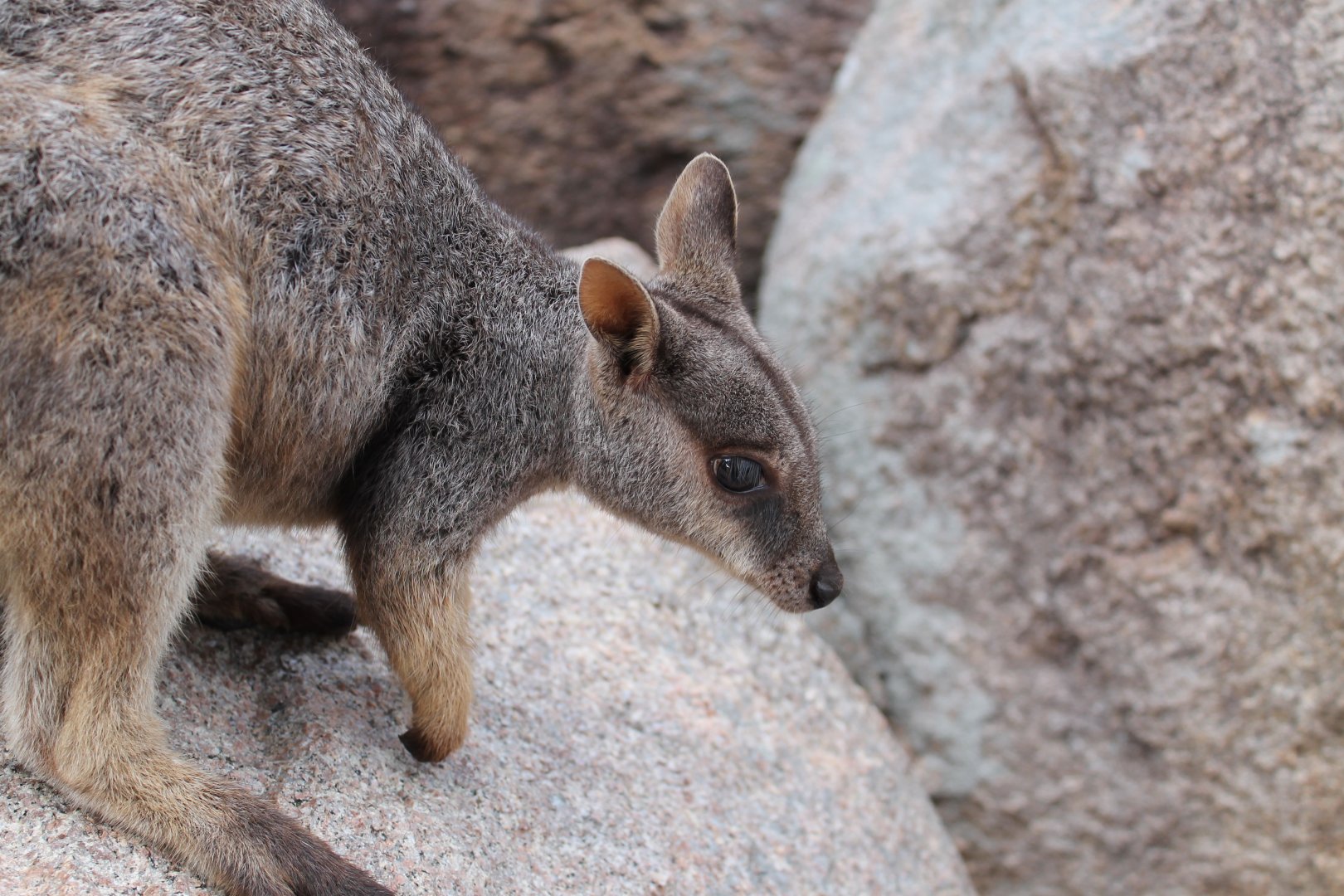 Allied Rock-wallaby (Petrogale assimilis)