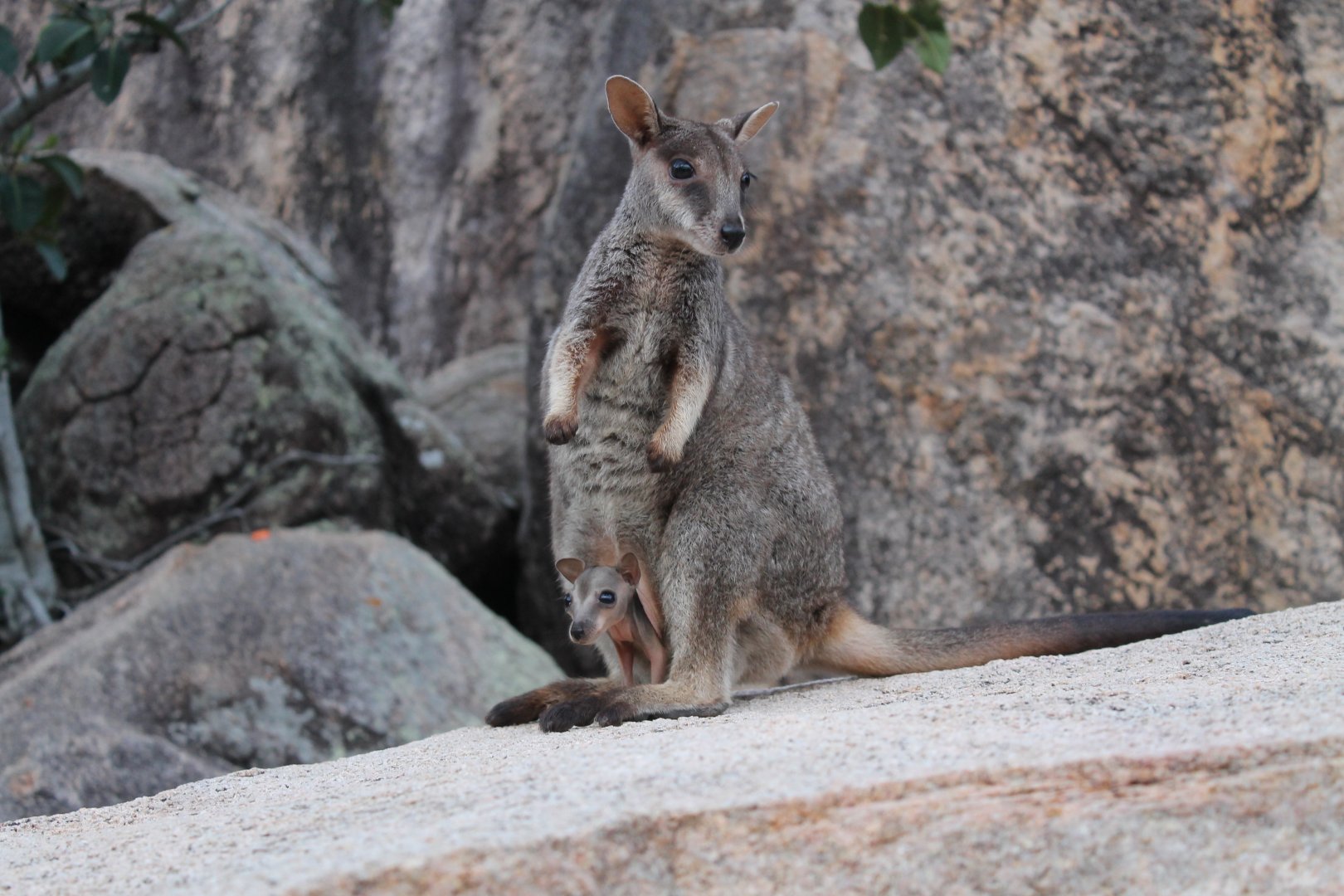 Allied Rock-wallaby (Petrogale assimilis)