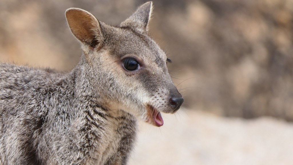 Allied Rock-Wallaby (Petrogale assimilis)