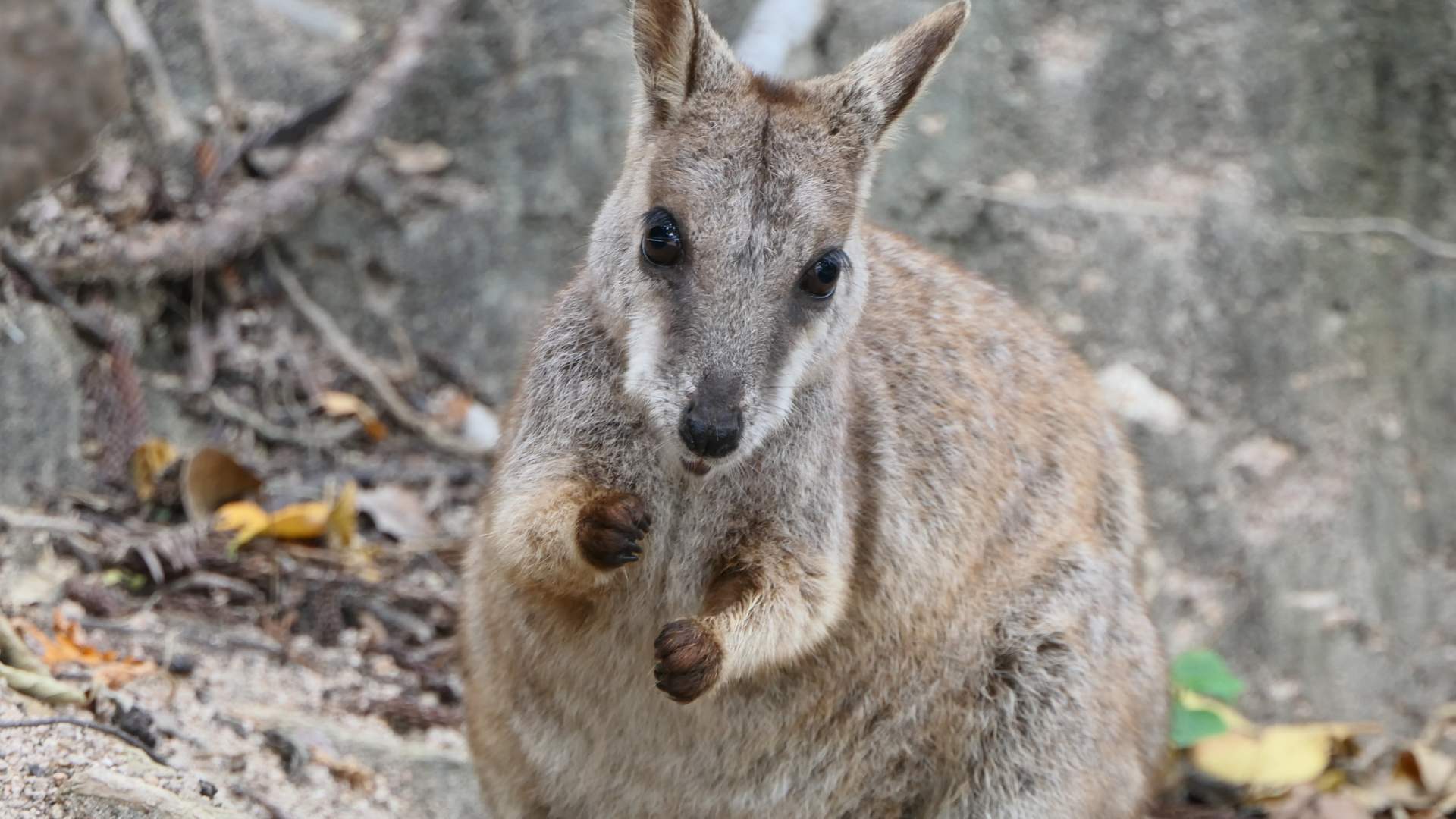 Allied Rock-Wallaby (Petrogale assimilis)