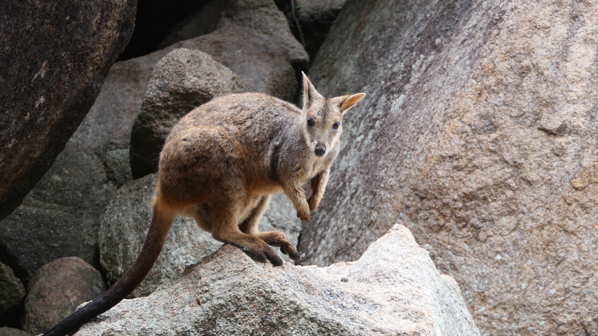 Allied Rock-Wallaby (Petrogale assimilis)