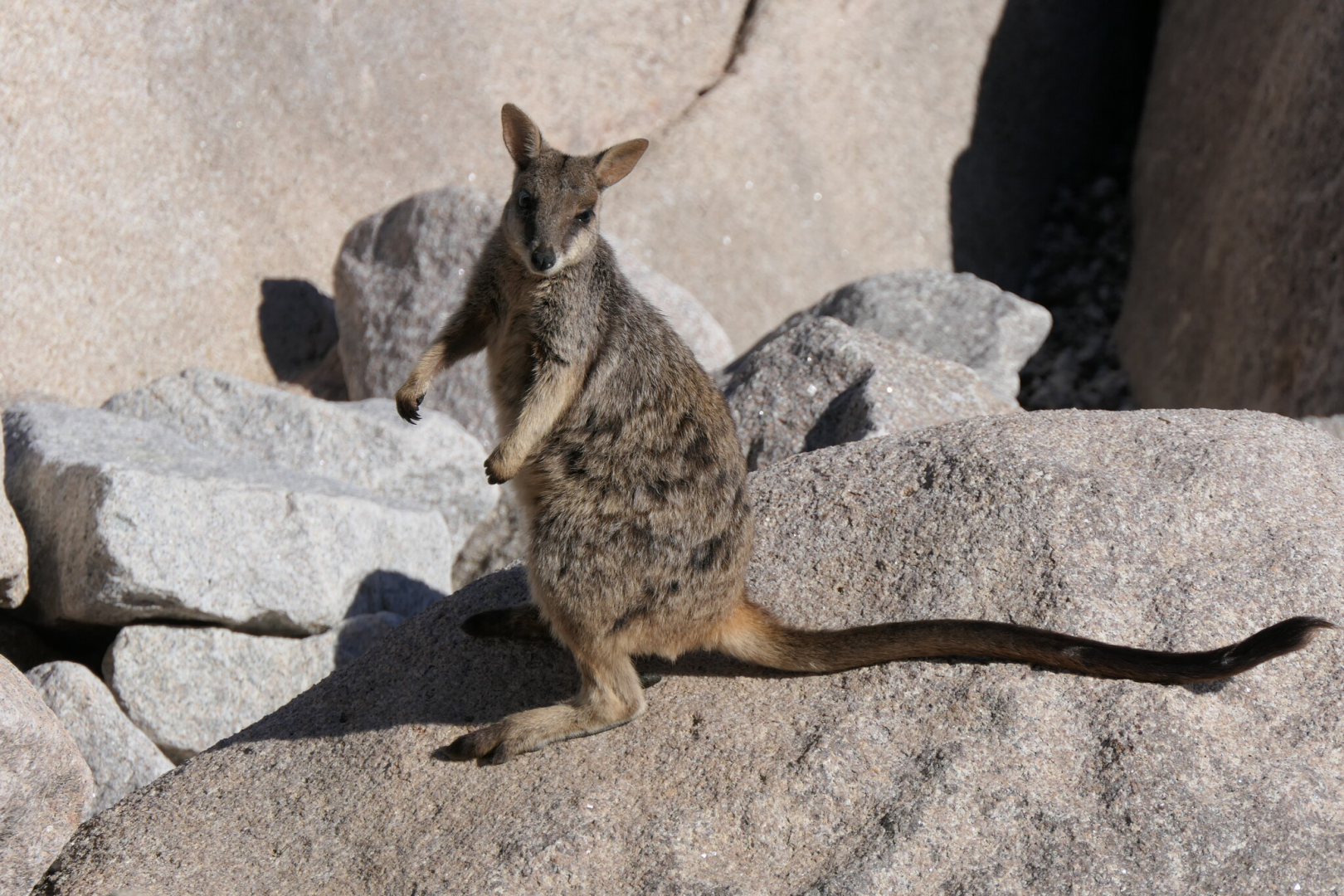 Allied Rock-Wallaby (Petrogale assimilis)