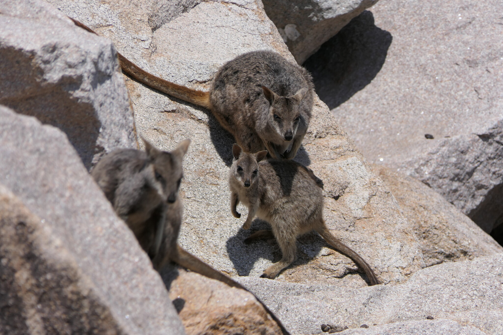 Allied Rock-Wallaby (Petrogale assimilis)