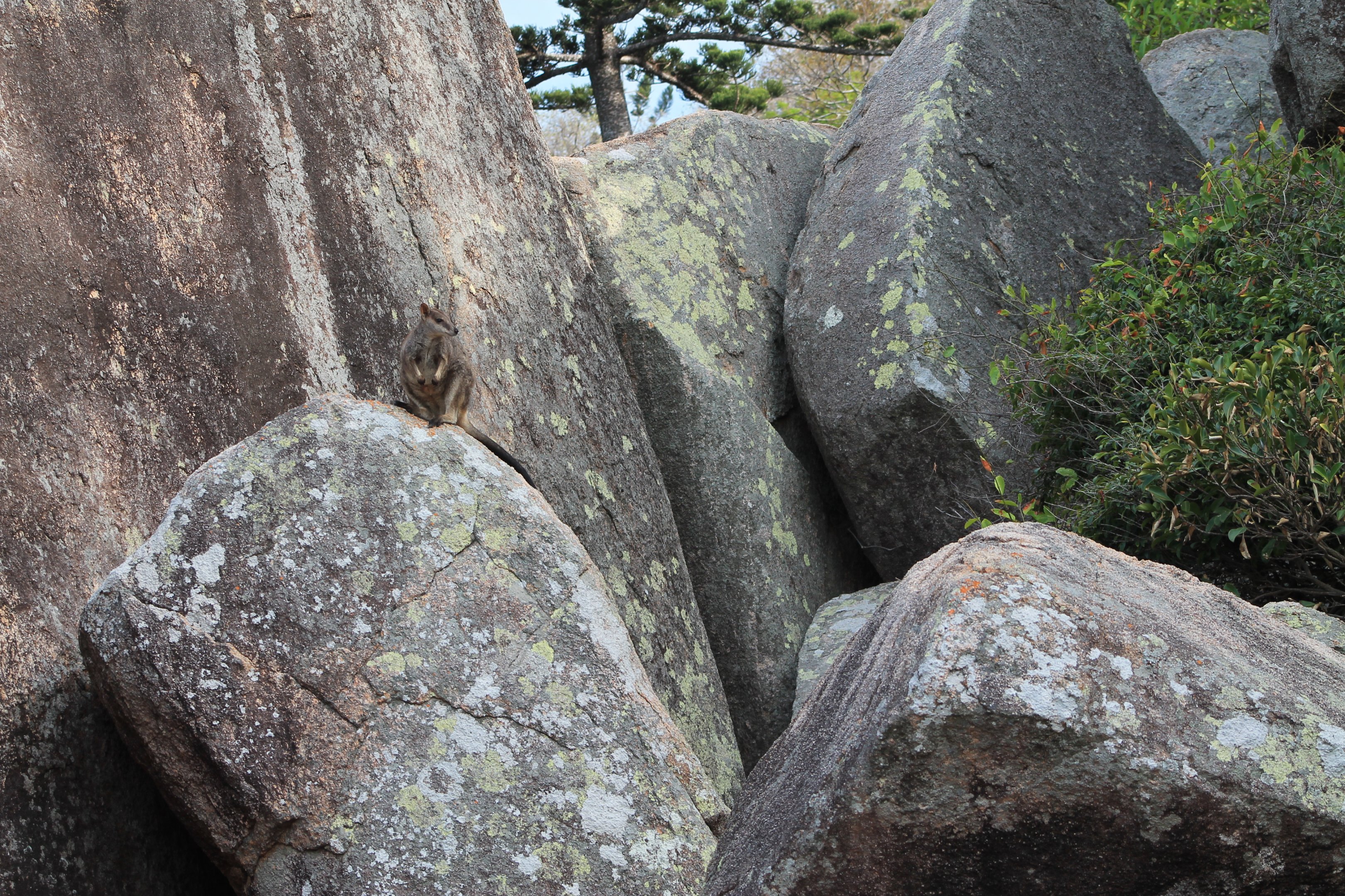 Allied Rock Wallaby (Petrogale assimilis)