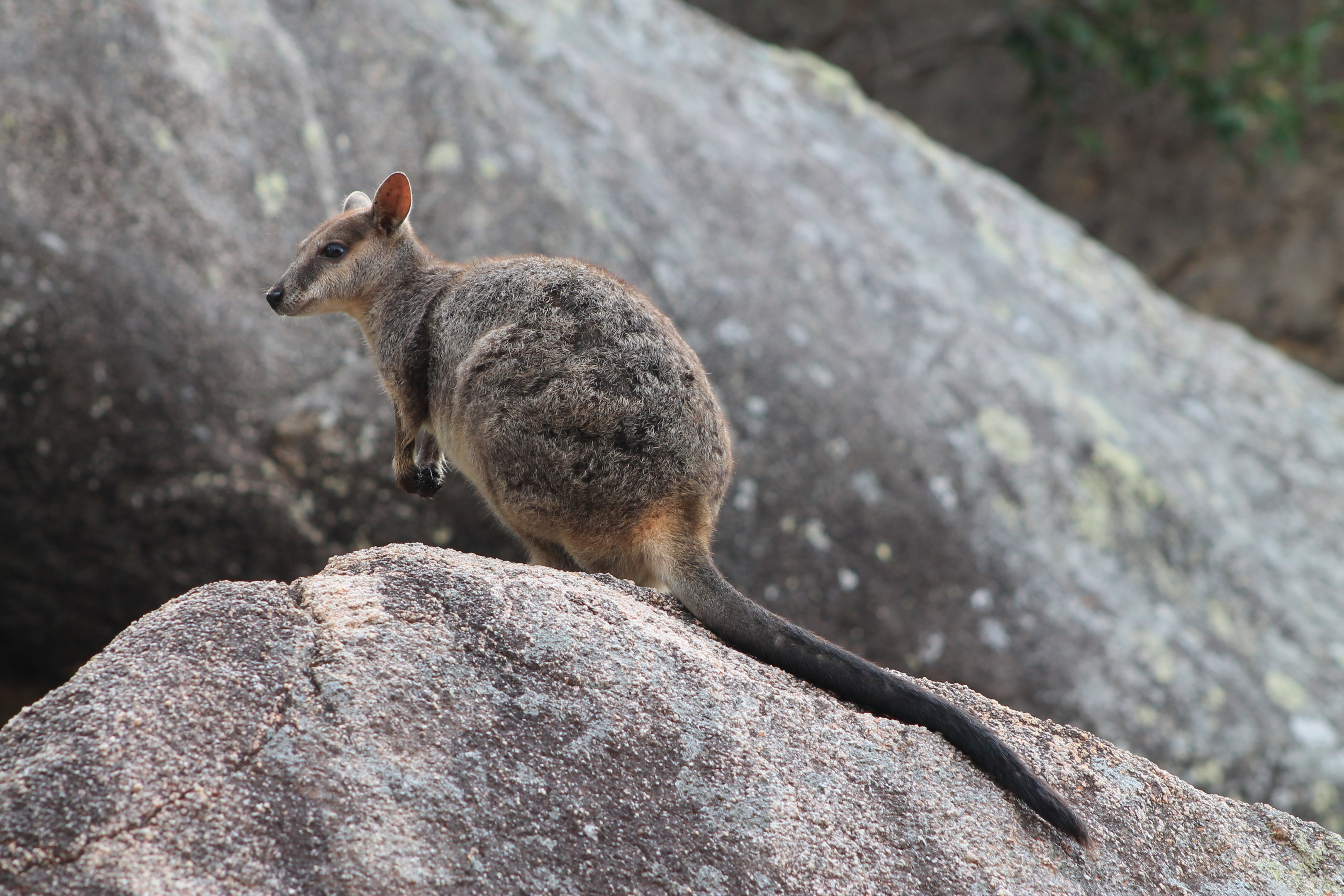 Allied Rock Wallaby (Petrogale assimilis)