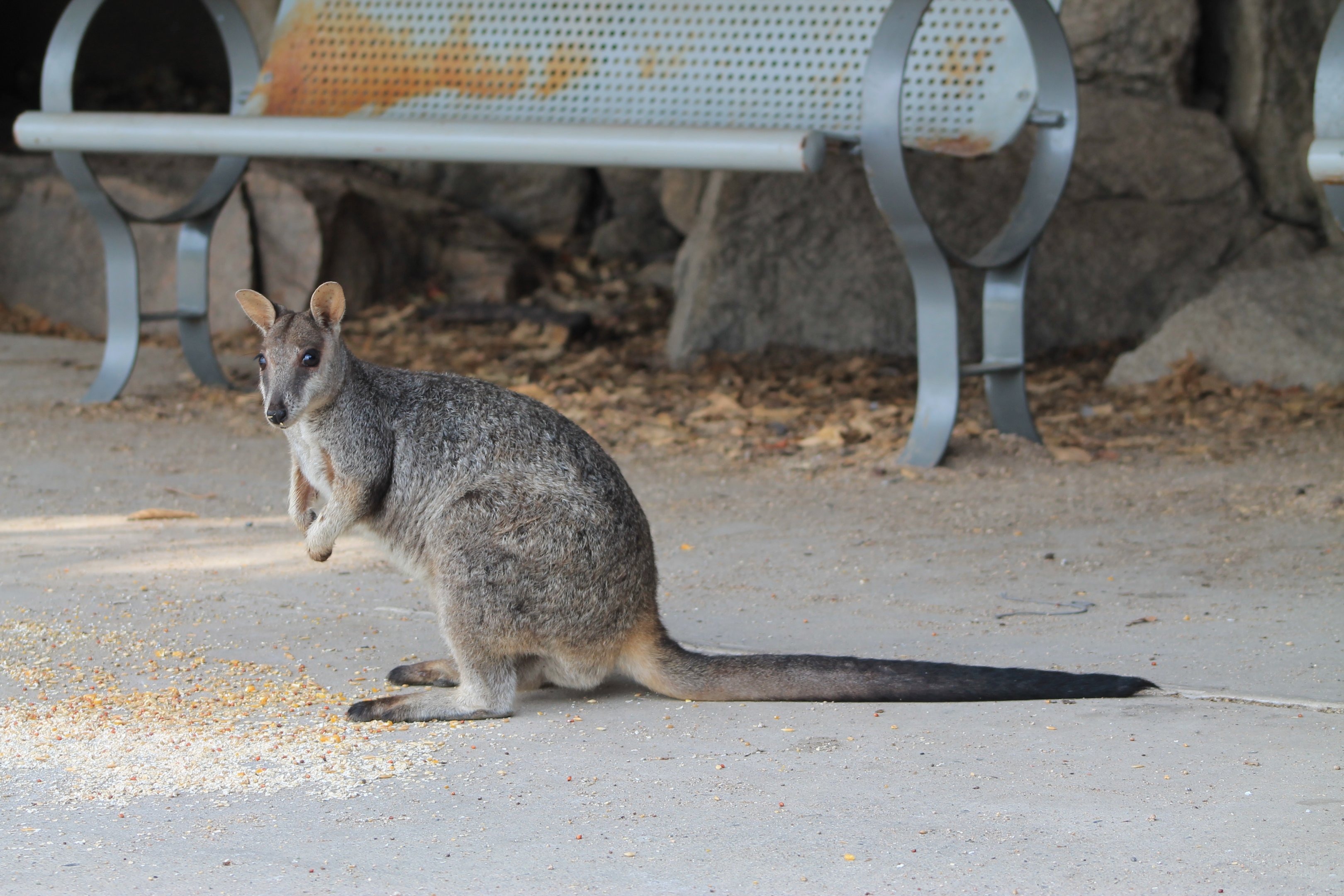 Allied Rock Wallaby (Petrogale assimilis)