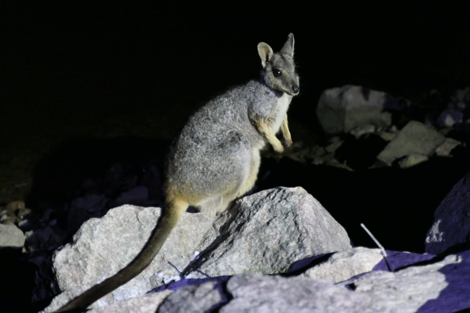 Allied Rock-Wallaby (Petrogale assimilis)