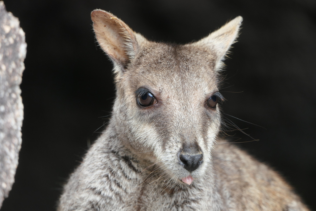 Allied Rock-Wallaby