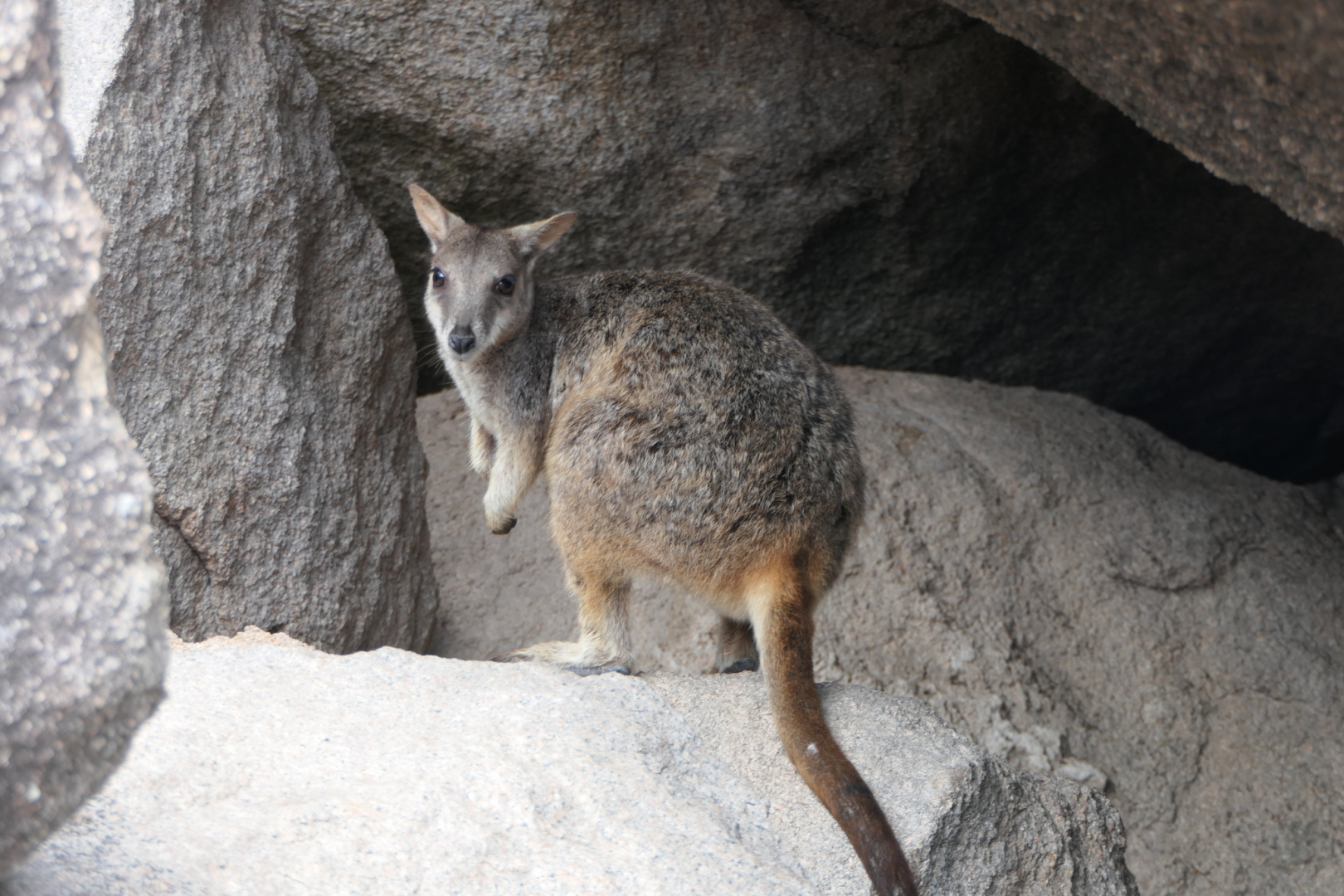 Allied Rock-Wallaby