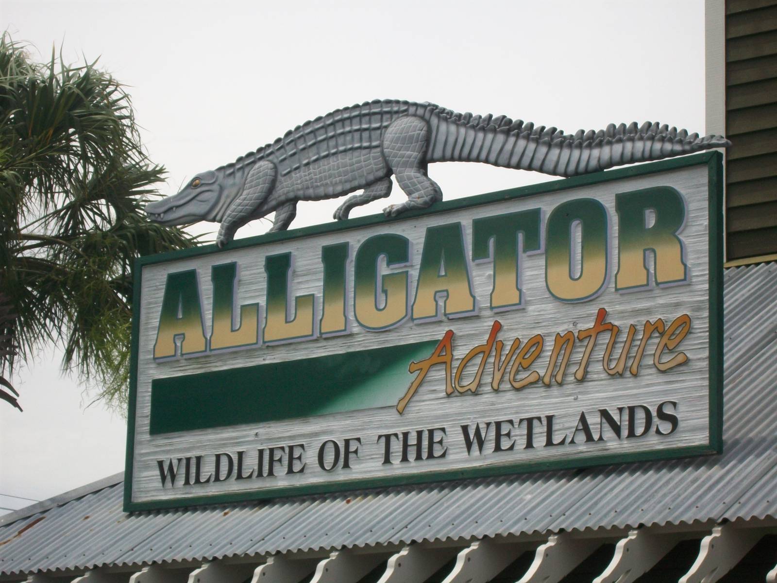 Alligator Adventure