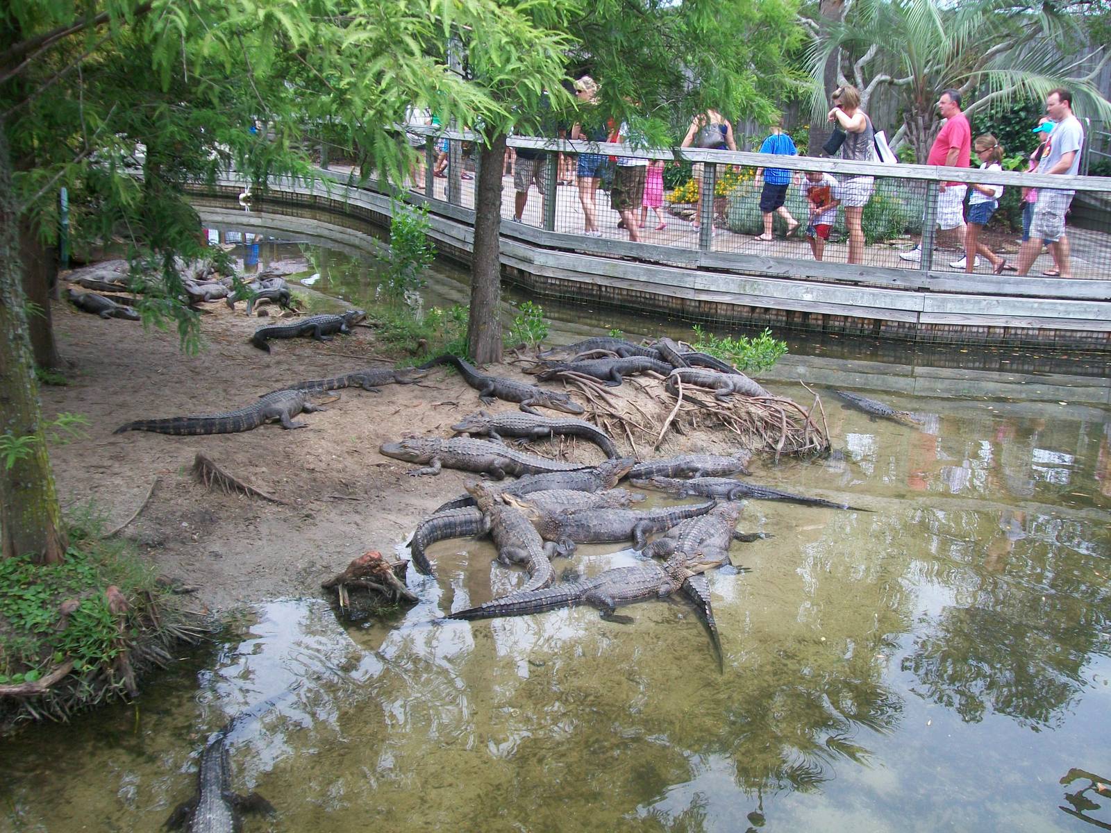 Alligator Adventure