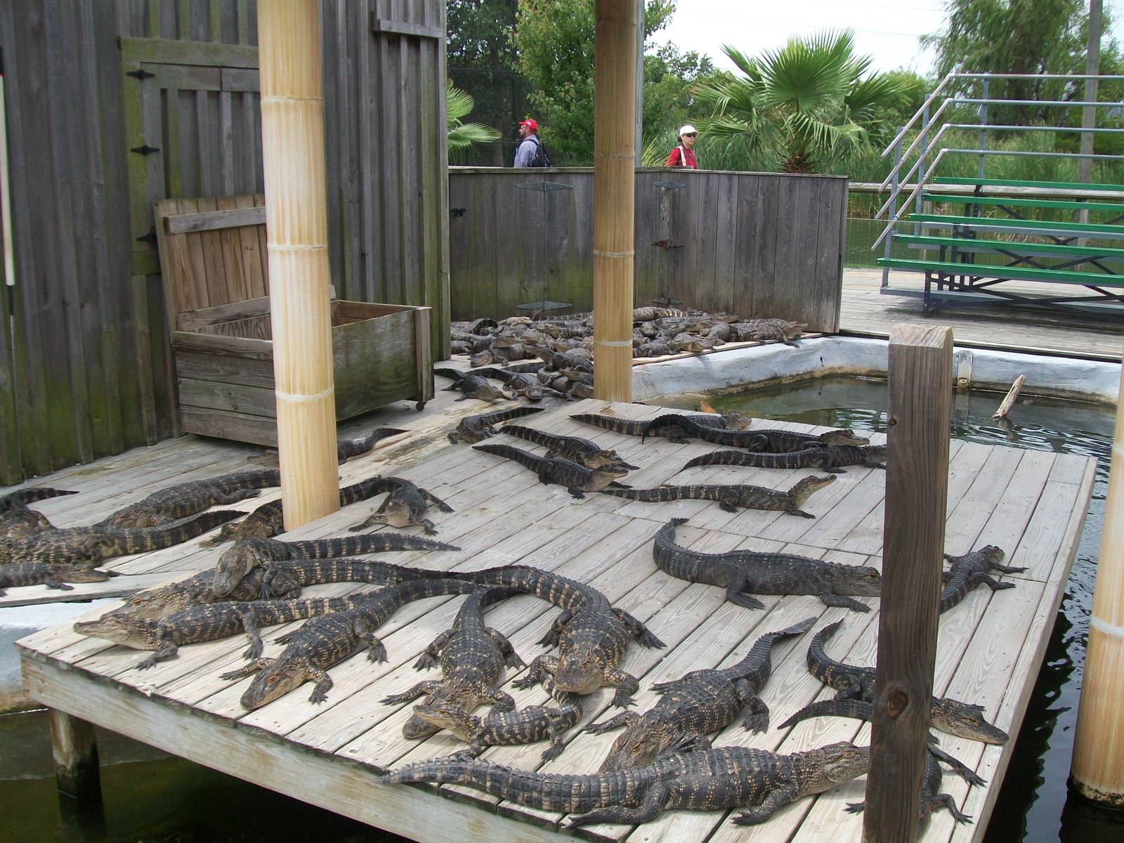 Alligator Adventure