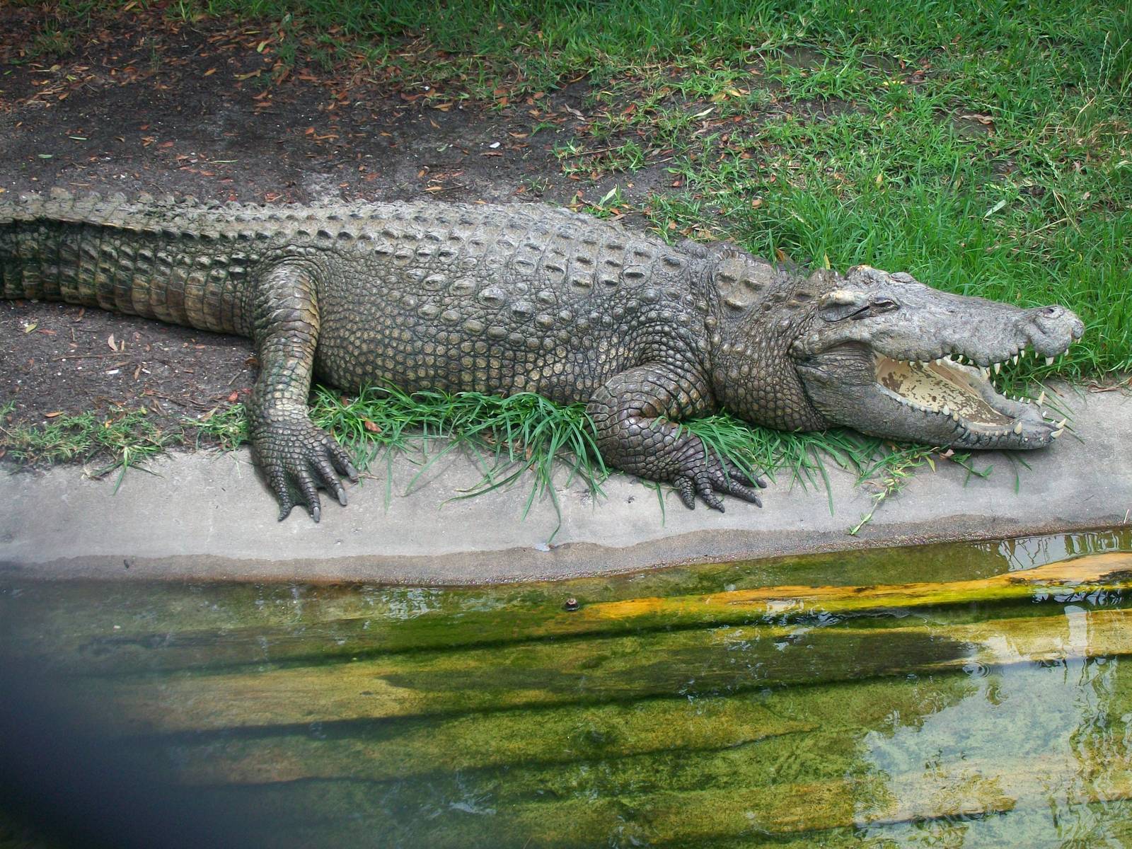 Alligator Adventure