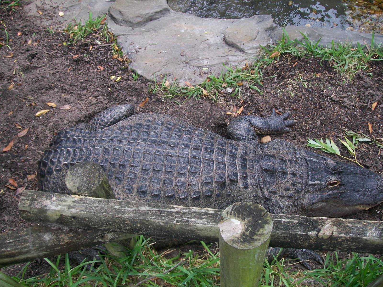 Alligator Adventure