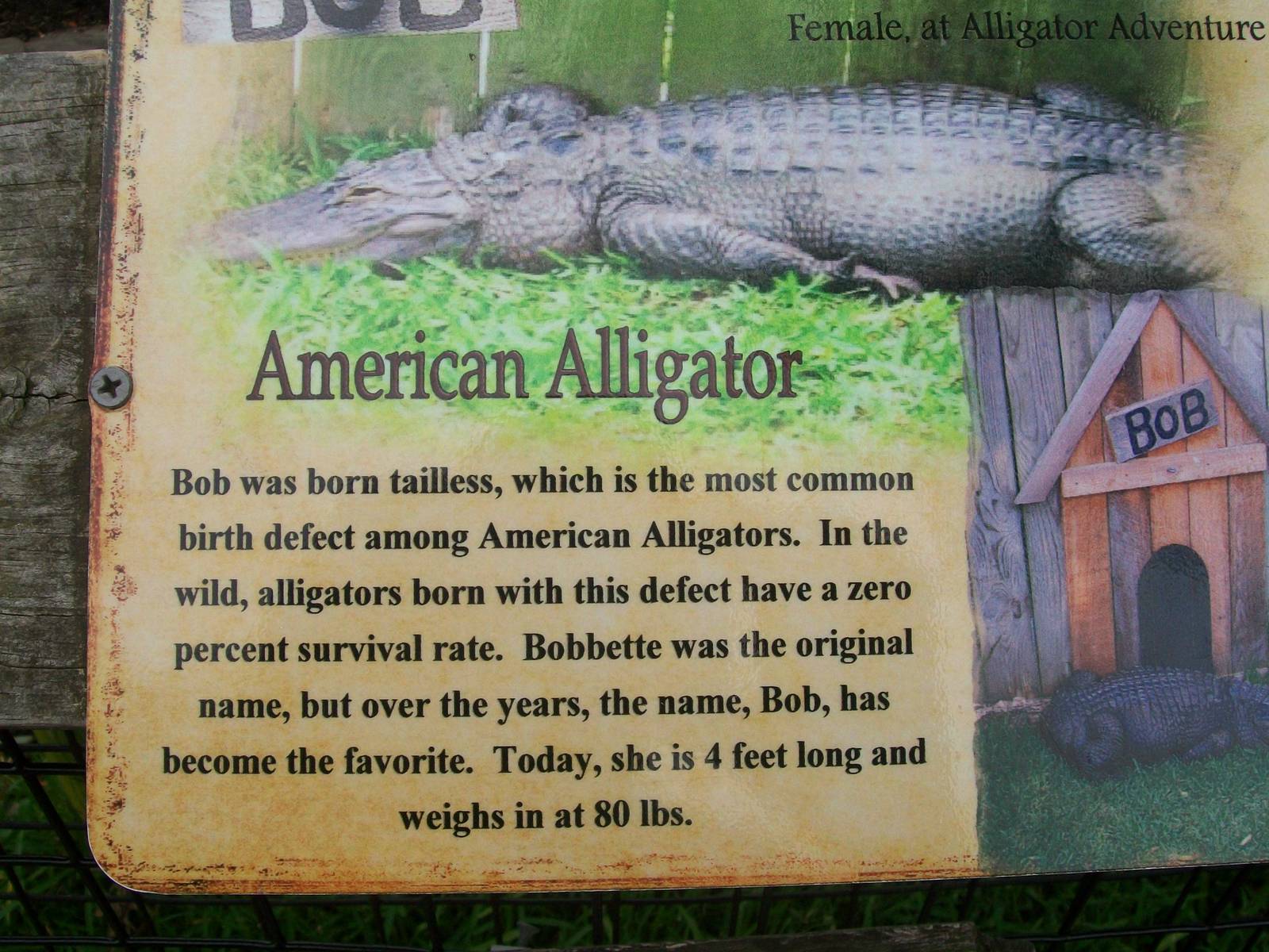 Alligator Adventure