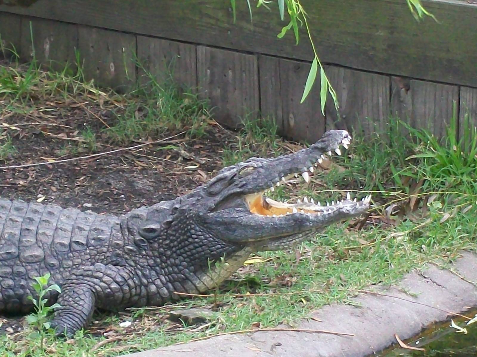 Alligator Adventure