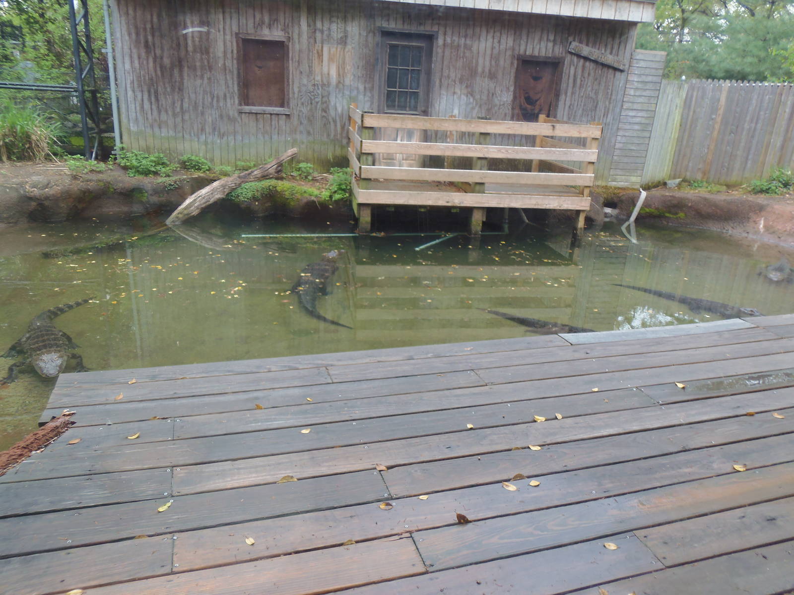 Alligator Alley- Alligator Pool