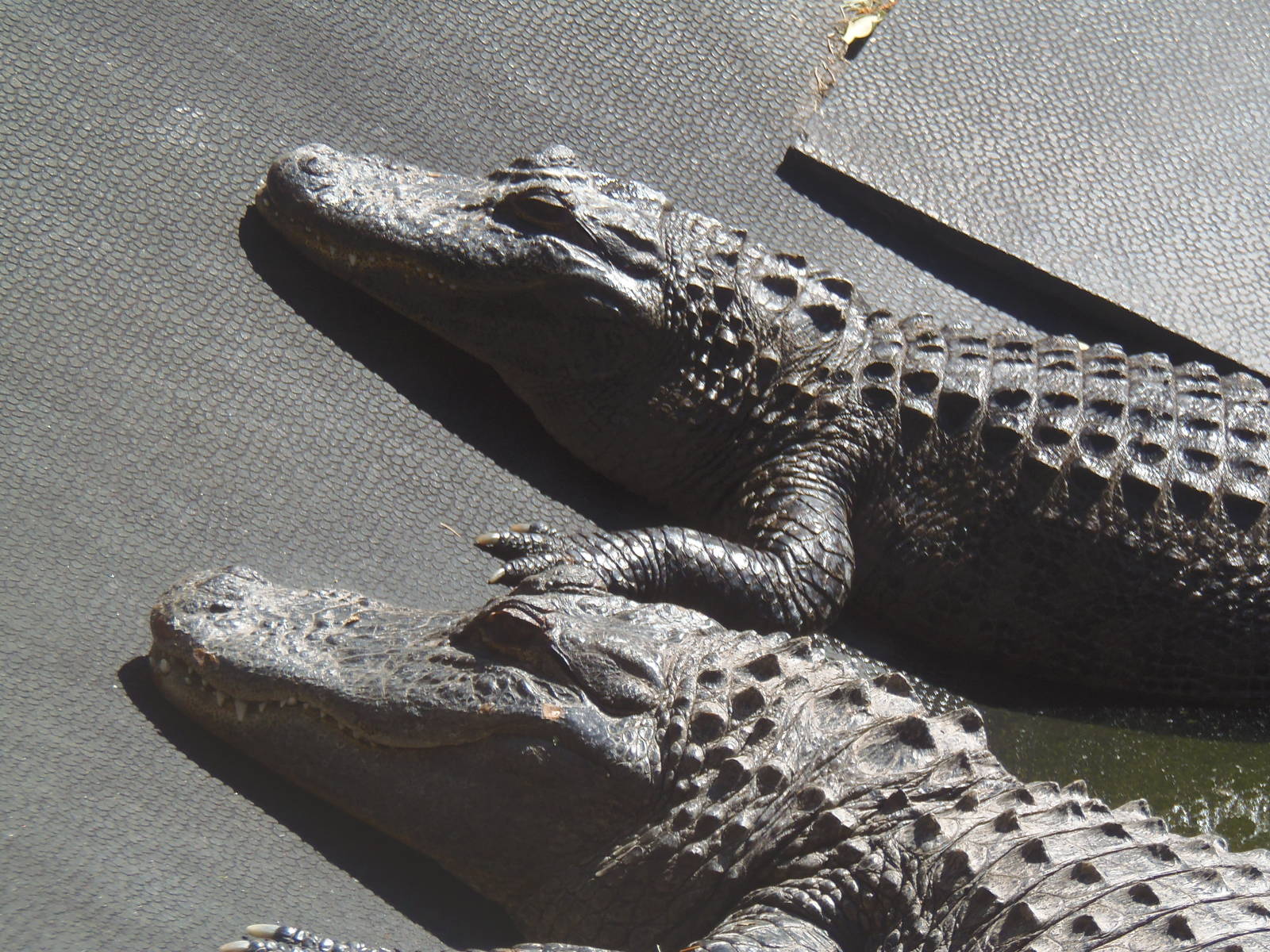 Alligator Alley- Alligators